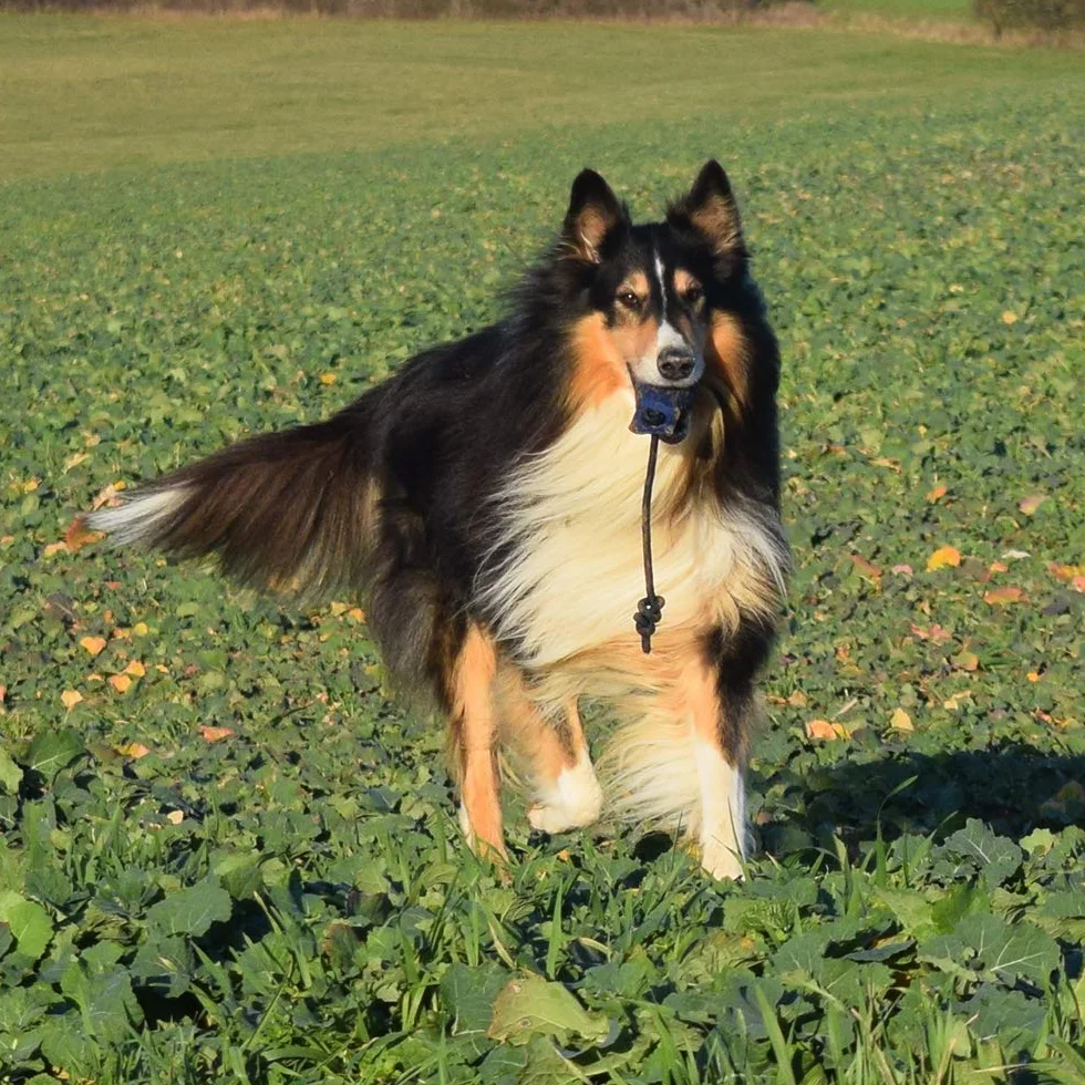 Piłka do treningu apportacji Dummyball 150 g pomarańczowa z długą linką