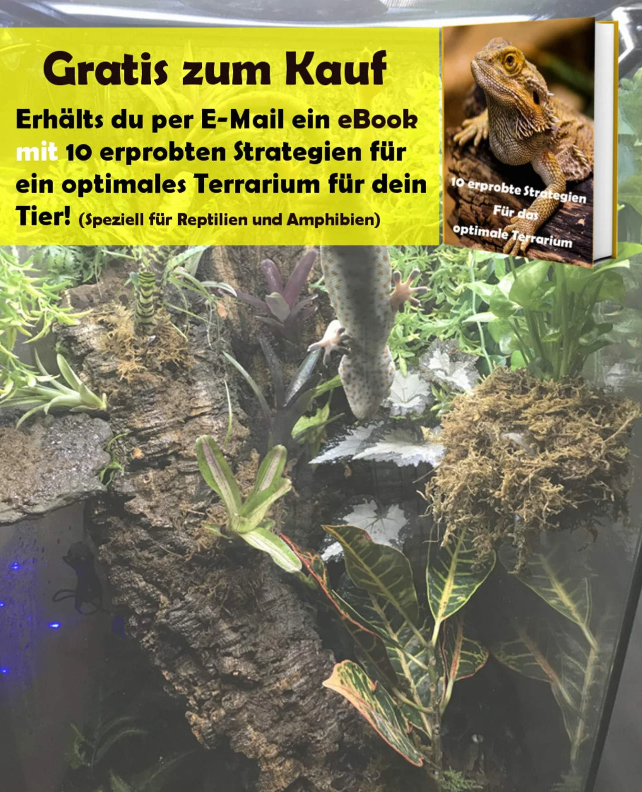Tamay Miseczki sepia Premium 12 sztuk pokarm dla gadów żółwi ptaków akcesoria do terrarium