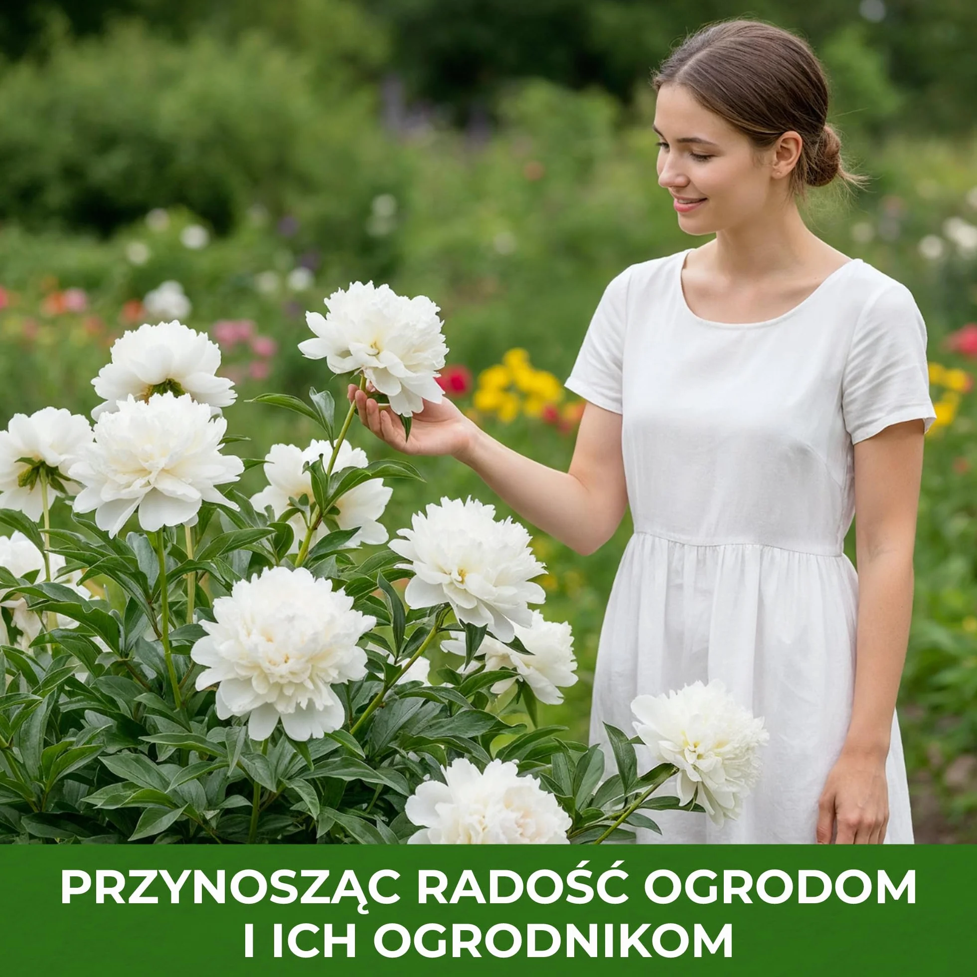 Piwonia Purple Passion (1 roślina), hybryda dużej piwonii, odporna bylina, rośliny z Holandii do ogrodu i doniczek (bez nasion, cebul i nie sztuczne)