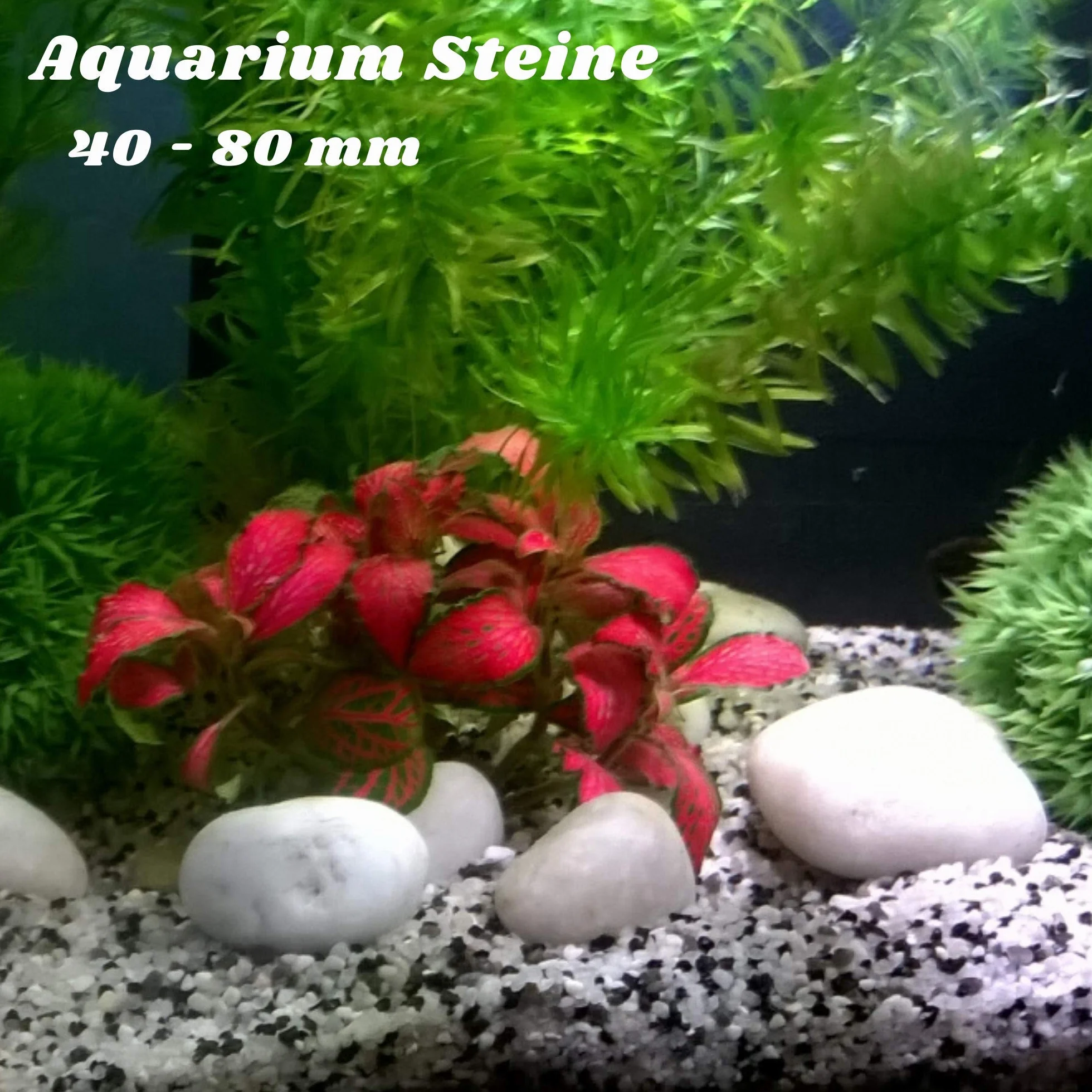 Kamienie do Malowania Okrągle Białe Kamienia Dekoracyjne Otoczak Naturalny do Akwarium Doniczek Żwir Biały Kamień Ogrodowy Szlifowany. 2 kg. Rozmiar 40-80 mm