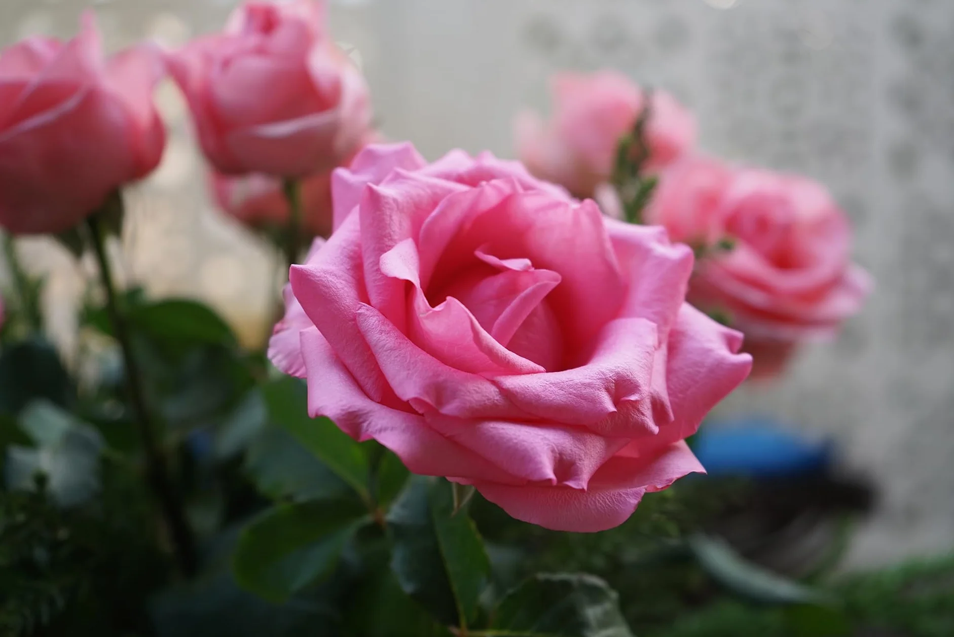 ORO FLOWERS 1,5KG – Długodziałający specjalistyczny nawóz do róż i kwiatów rabatowych