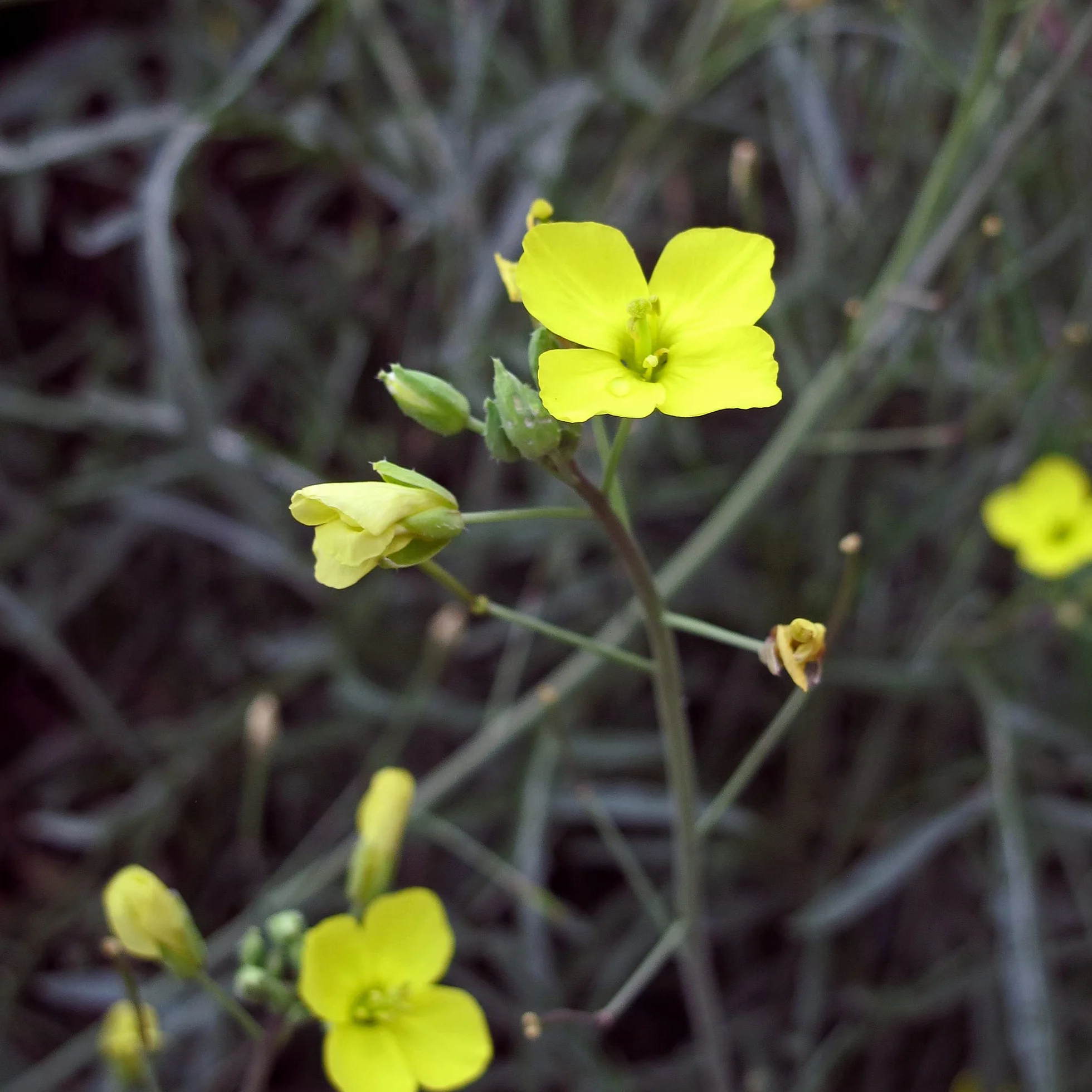 Dzika rukola / Rucola selvatica (Diplotaxis muralis) - ok. 1500 nasion