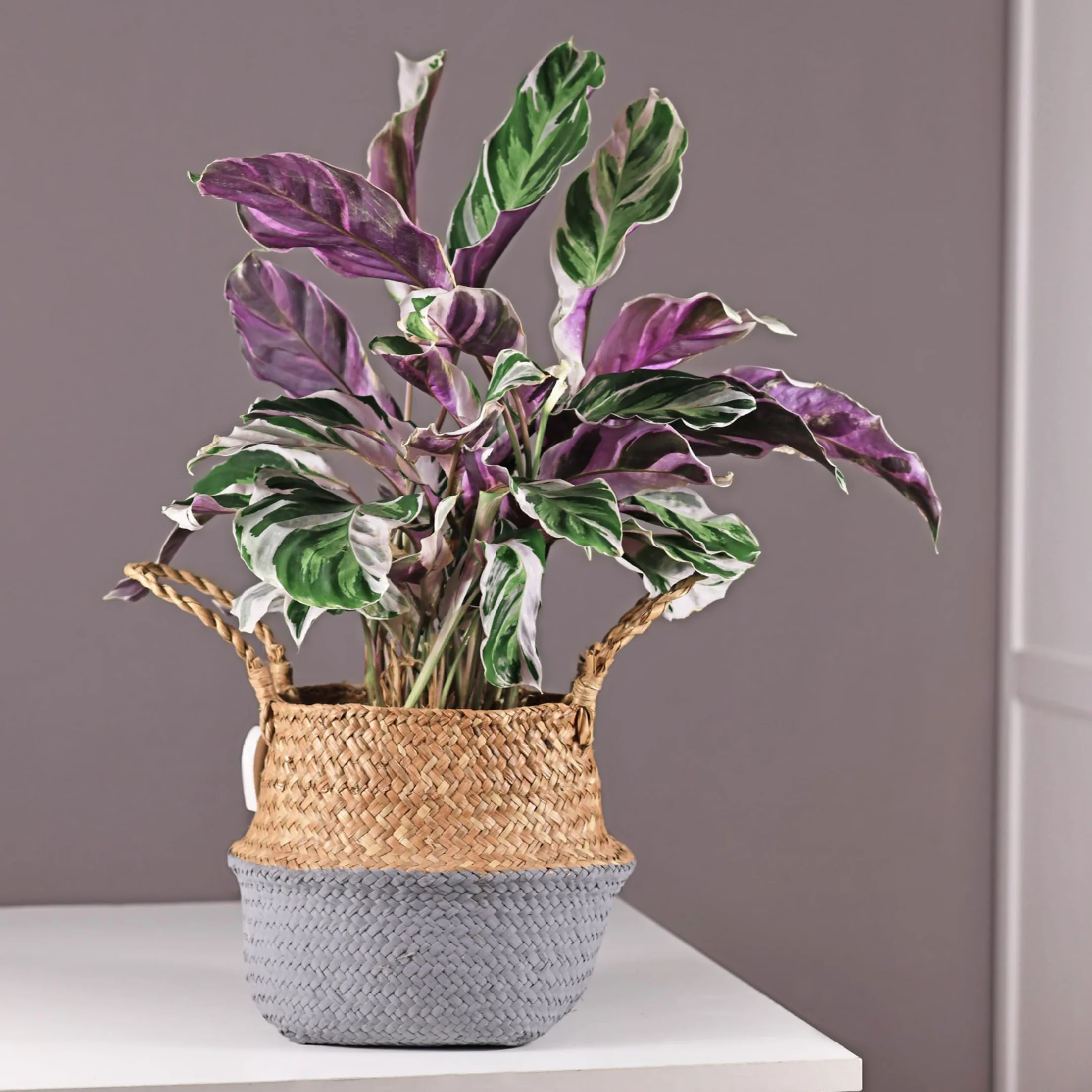Plant in a Box - Calathea 'Fusion White' - Kalatea - Zestaw 2 sztuk - Doniczka 14cm - Wysokość 30-40cm