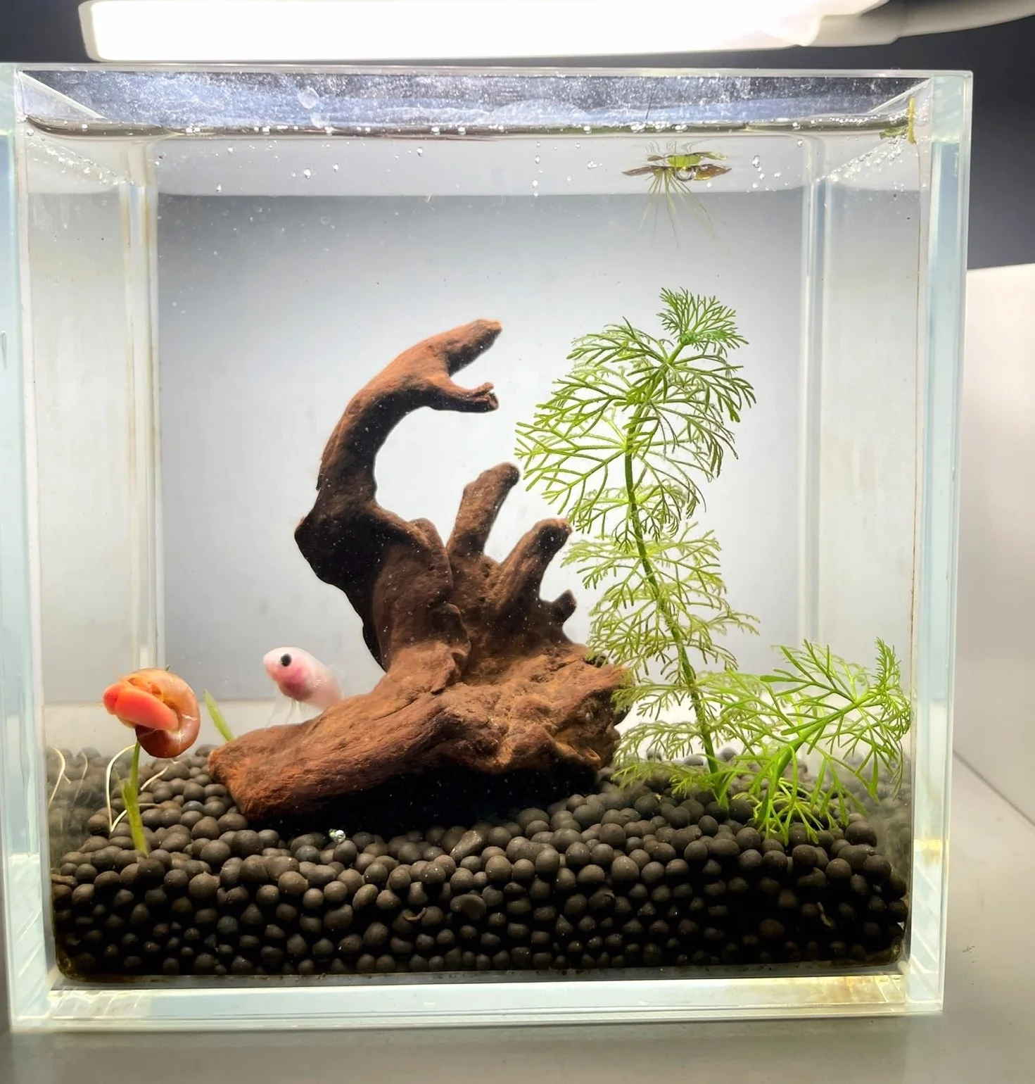 YZHZOM 4-częściowy zestaw małych naturalnych drewien drifujących do akwariów, 7,6-15 cm, starannie dobrane naturalne dekoracje do akwarium, drewno dryfujące do terrarium, terrarium, dekoracja z drewna
