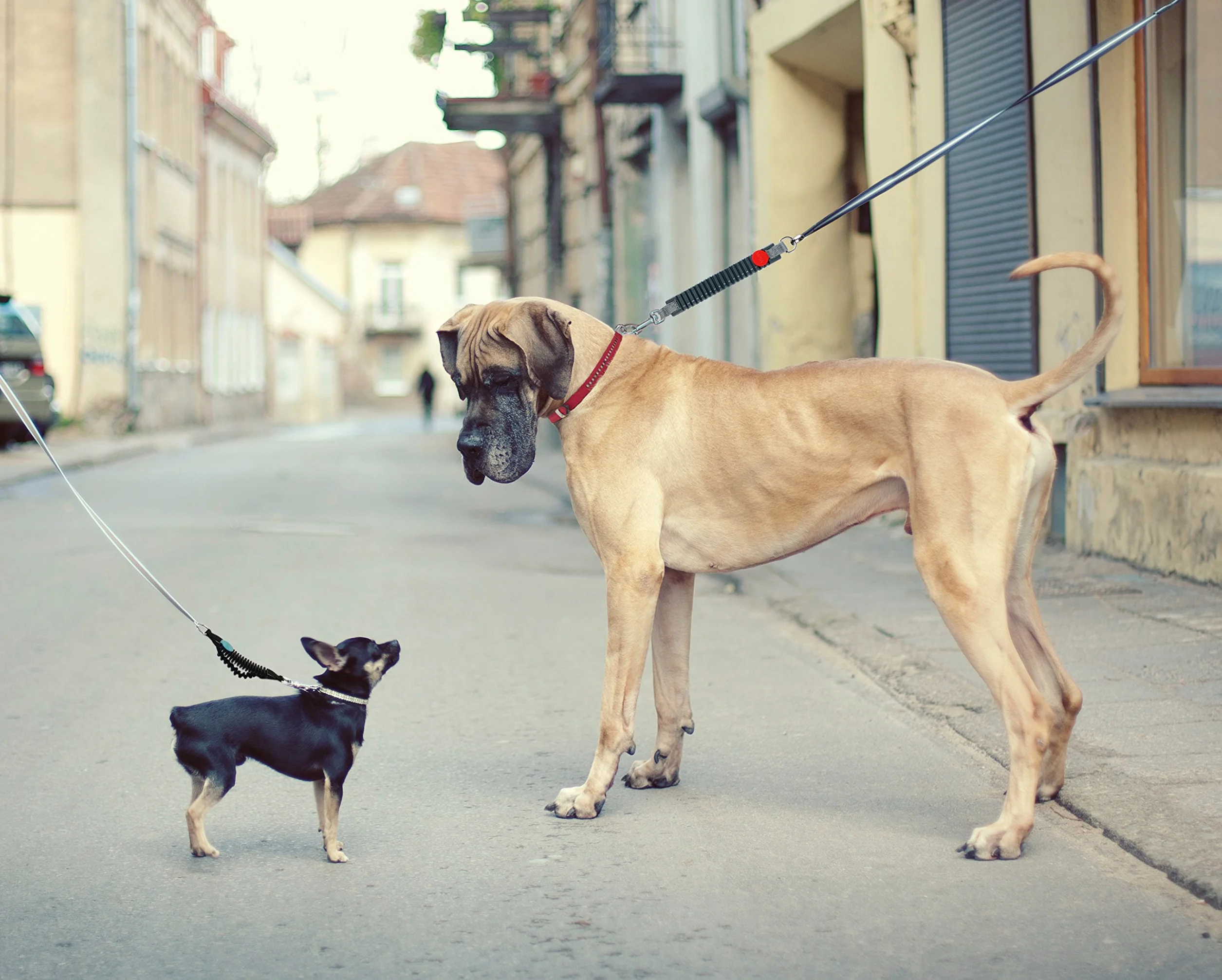 Easy Dog Walk rozmiar 7 XXL czarny > 40 kg