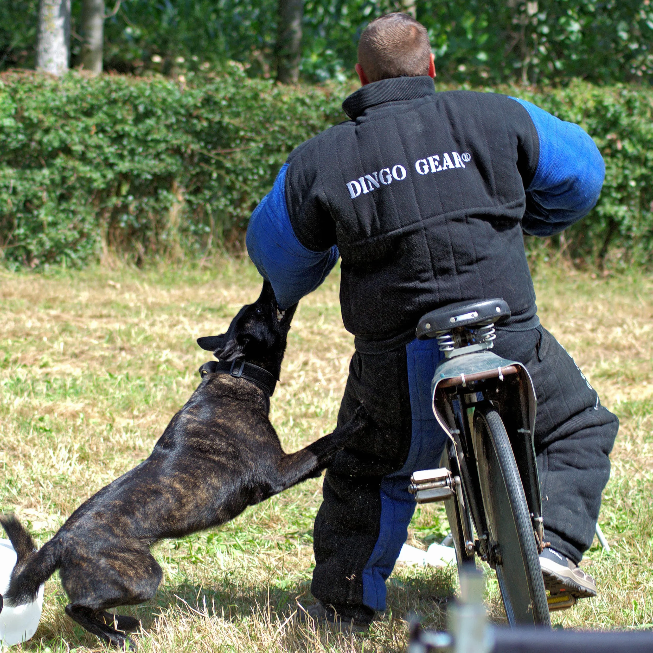 Dingo Gear pełny gryzienie garnitur do szkolenia psa K9 IGP niebieski XL