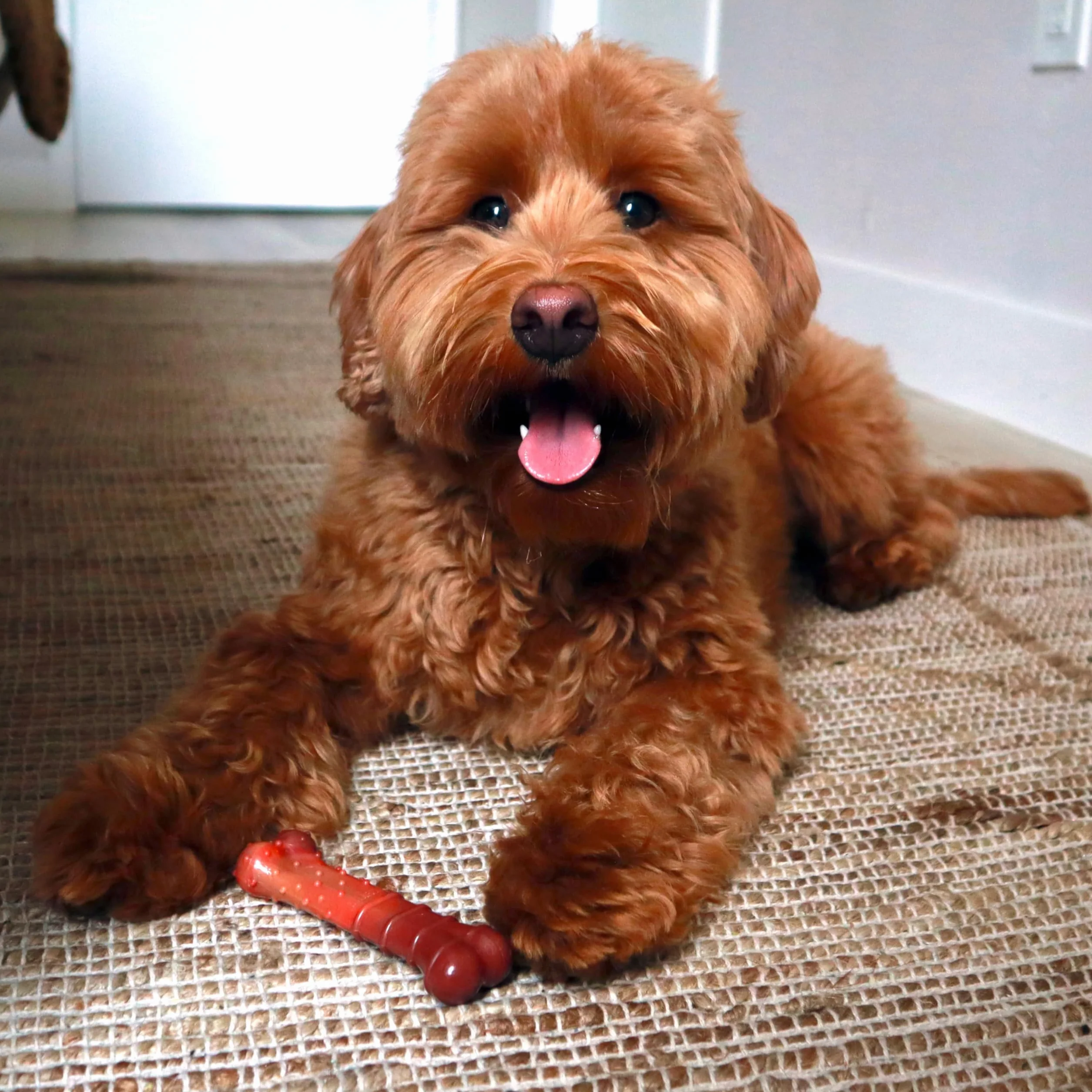 Nylabone wytrzymała zabawka do żucia dla psa, oczyszcza zęby, smak suszonej wołowiny, mała, do 11 kg