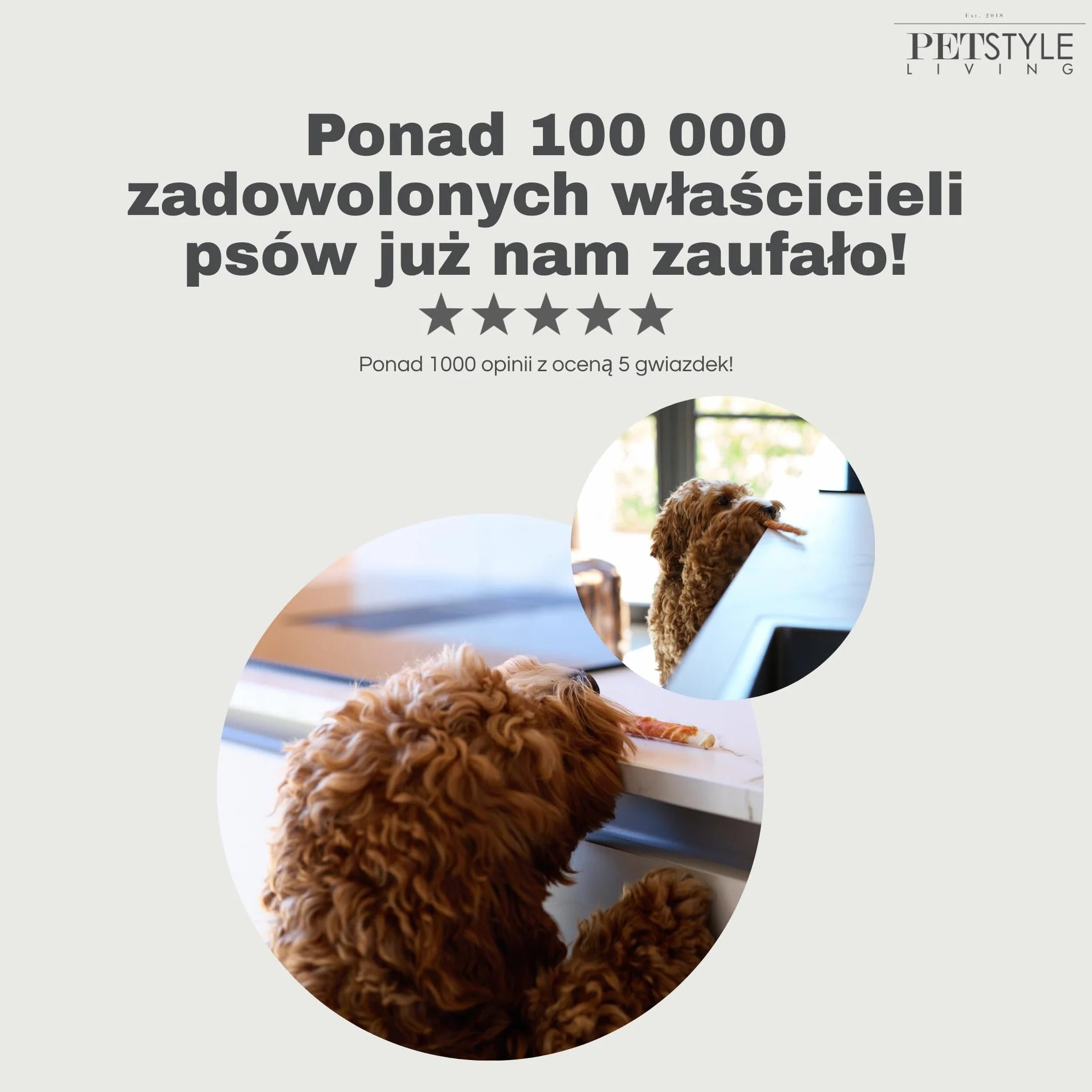 Patyk do żucia z Kaczka dla psa 100 sztuk