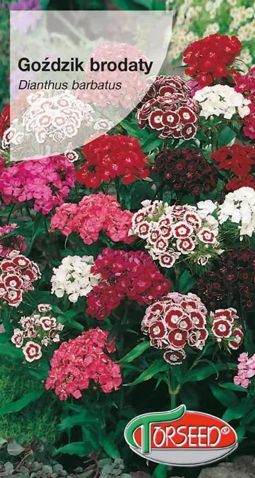 Dianthus barbatus nasiona goździka – gęste kępki kwiatów, idealne do kwiatów ciętych, dwuletnie kwitnienie, dostosowuje się do różnych gleb, rośnie 30-60 cm wysokości (0,5 g)