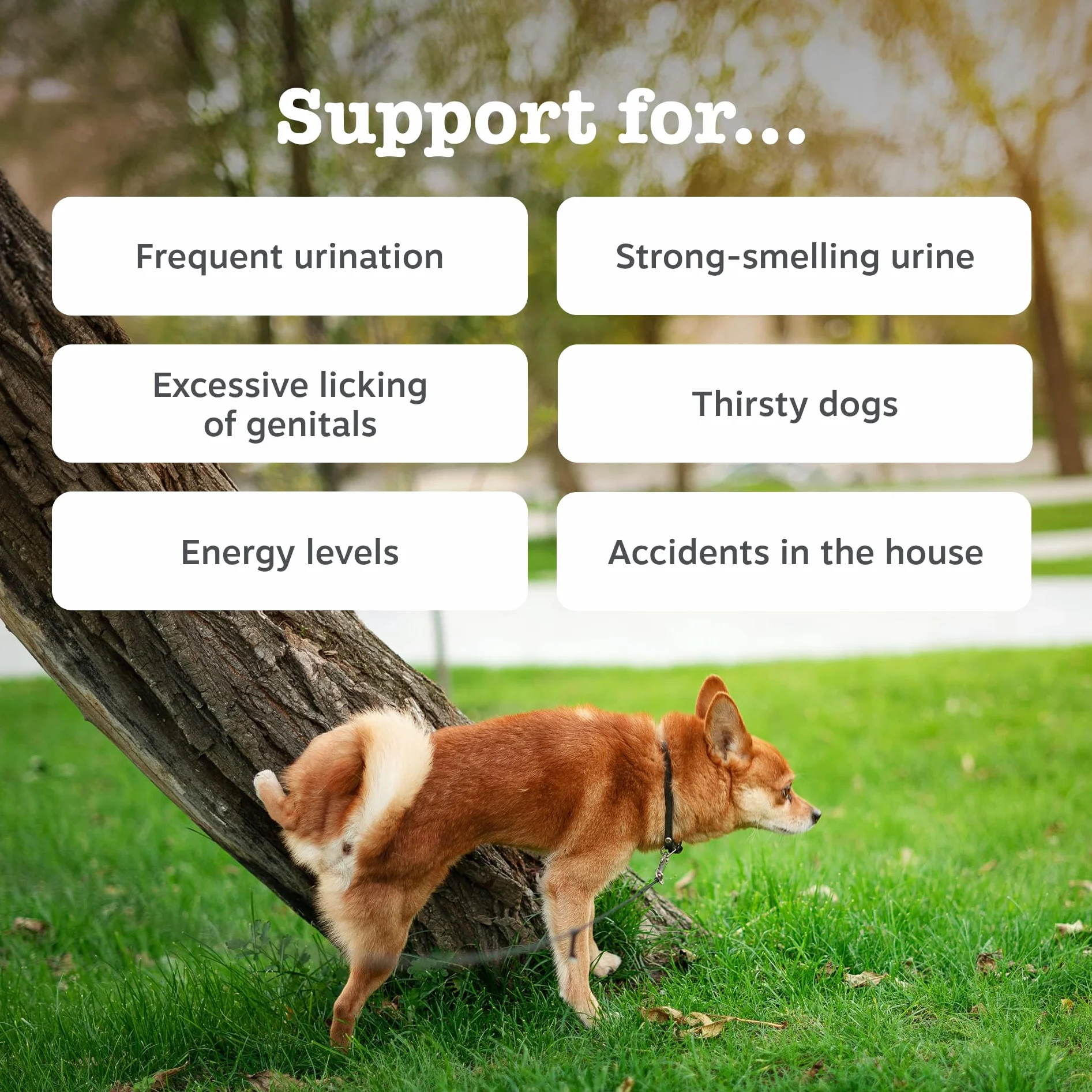 Zesty Paws Urinary Care Chews for Dogs 90 Chews Turkey Flavour Supports Urinary Tract Immune Function