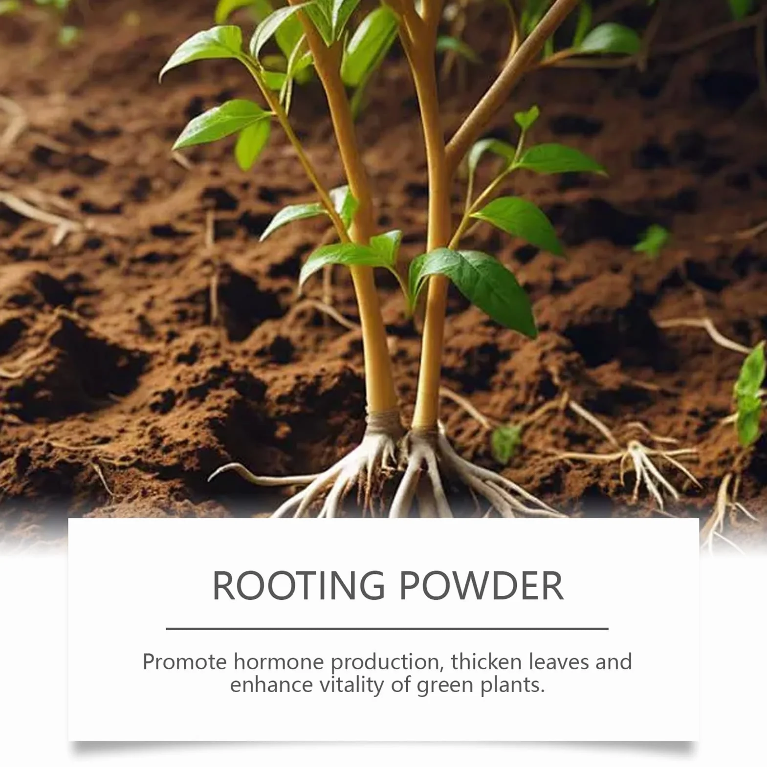 Plant Rooting Powder, Water Soluble Fertilizer Mix, Formula, Stem Cutting, Fast Root Boost For Indoor Plants, Garden Flowers, Vegetables, Backyard, Greenhouse, Nursery
