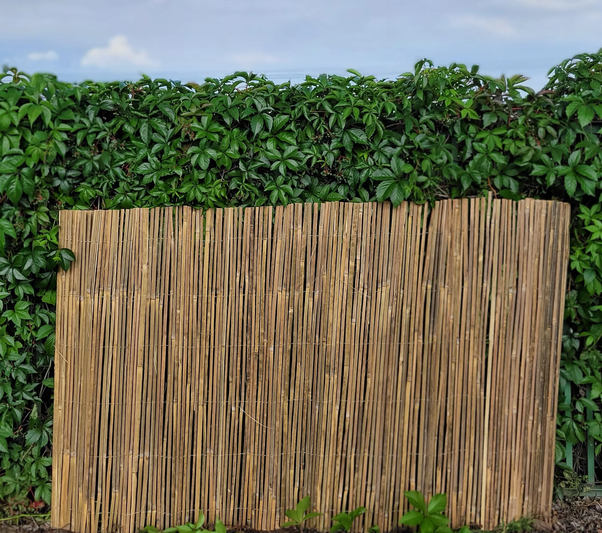 Mata bambusowa z listewek 180 x 500cm