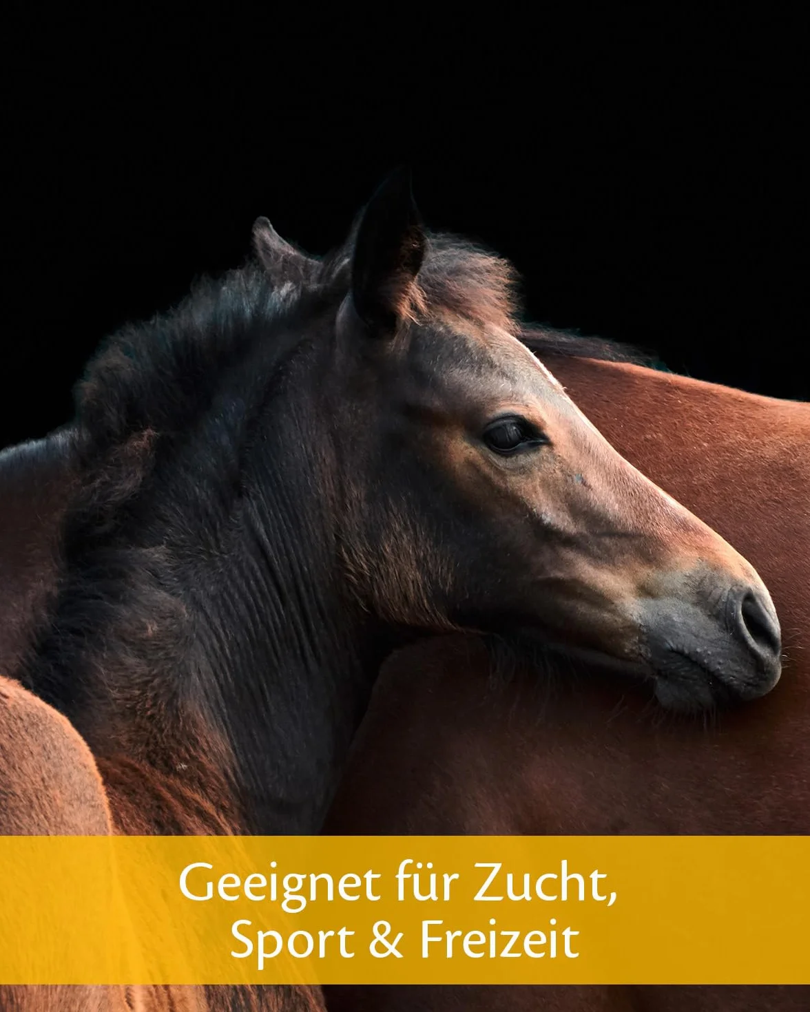 EQUISTRO Excell E | Karma uzupełniająca dla koni | Wspomaga pracę mięśni | Pomaga przy przeciążeniu mięśni i napięciu | 1 l
