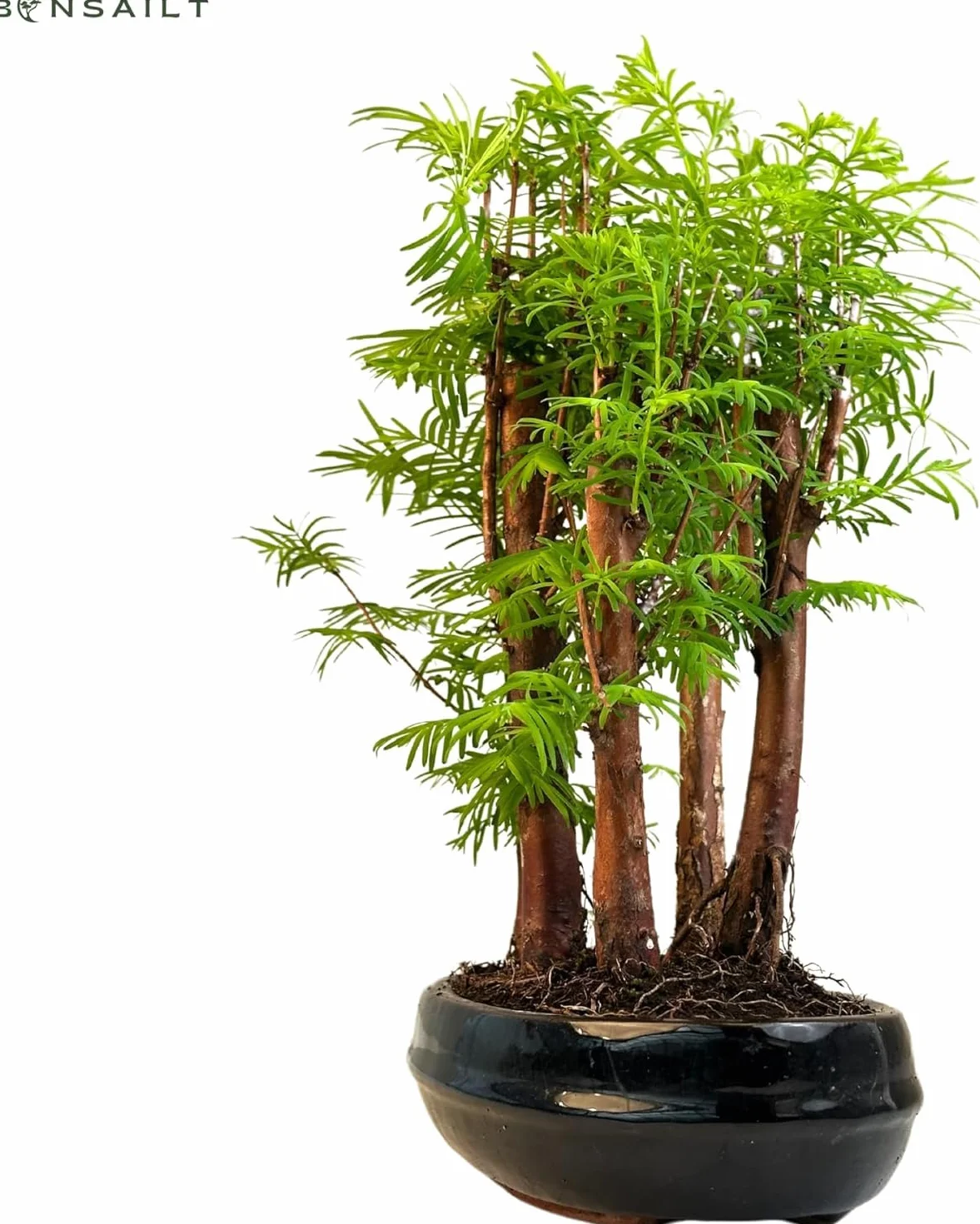 Bonsai las Metasequoia – żywy sekwoja w doniczce 25 cm, do użytku wewnątrz i na zewnątrz, rzadki pomysł na prezent, łatwa w pielęgnacji, roślina dekoracyjna do domu i biura