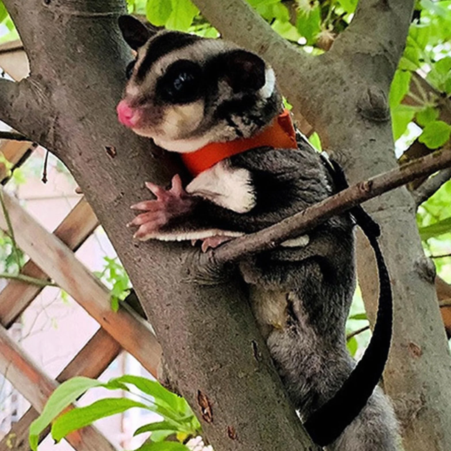 Zestaw uprzęży i smyczy Sugar Glider dla małych zwierząt kamizelka treningowa do chodzenia dla wiewiórki, chomika, szczura, niebieskiego, 3 szt