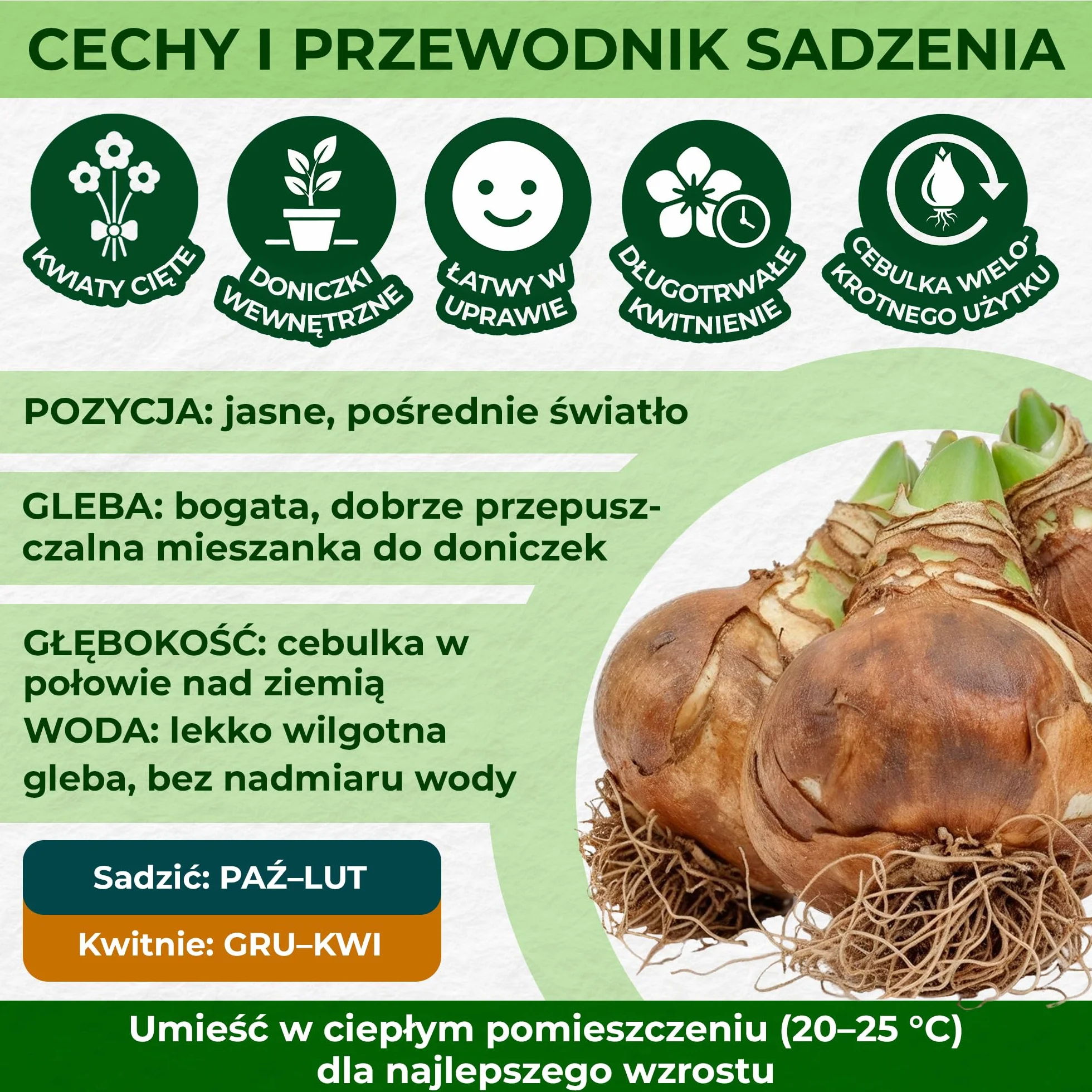 Cebula Amarylis Red Lion, 1 cebula kwiatowa w dużym formacie 26/30, ekskluzywna rośliny i kwiaty z Holandii, prawdziwe hippeastrum (bez nasion, wosku i nie sztuczne)