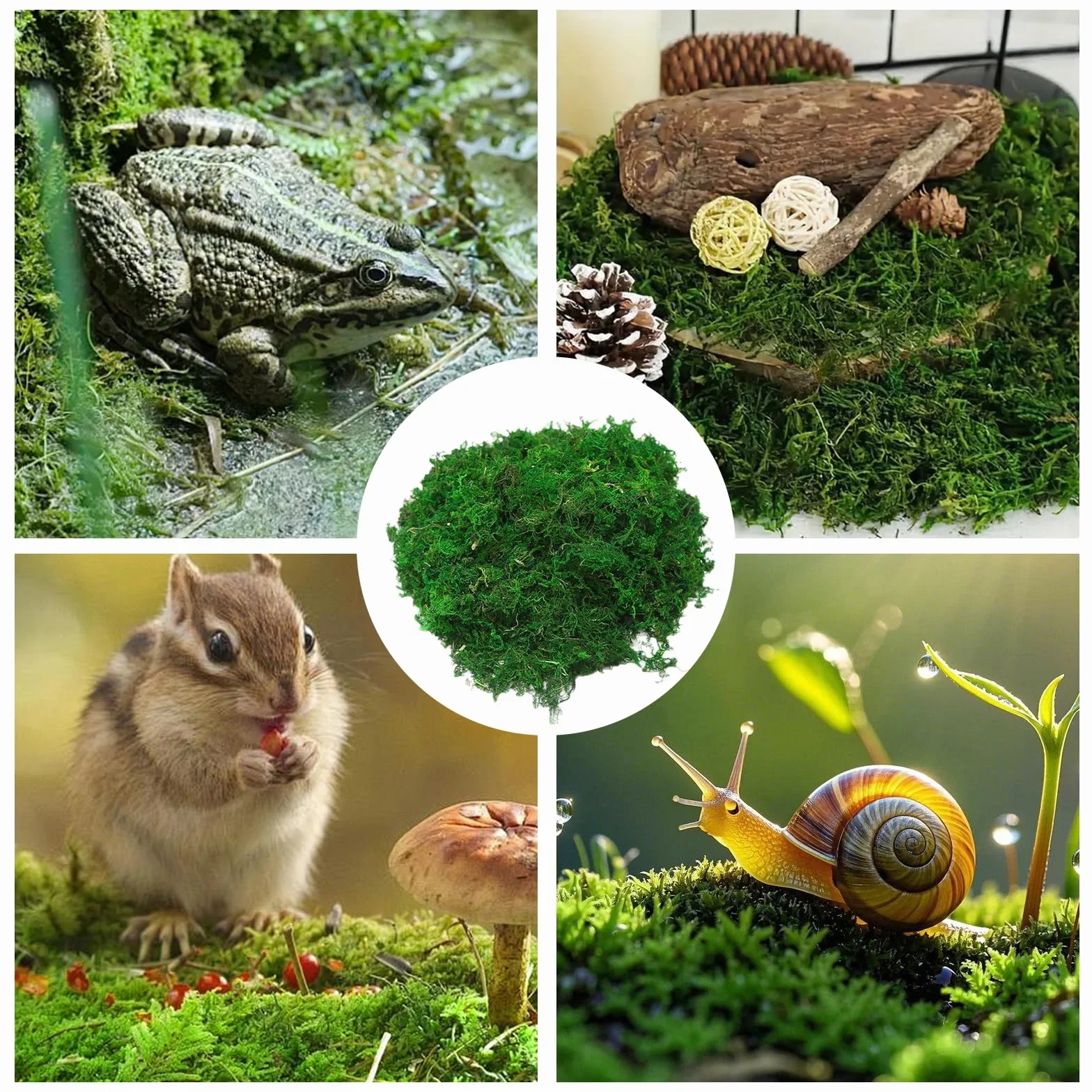 Mech sphagnum 300 g torfowiec naturalny do storczyków terrarium