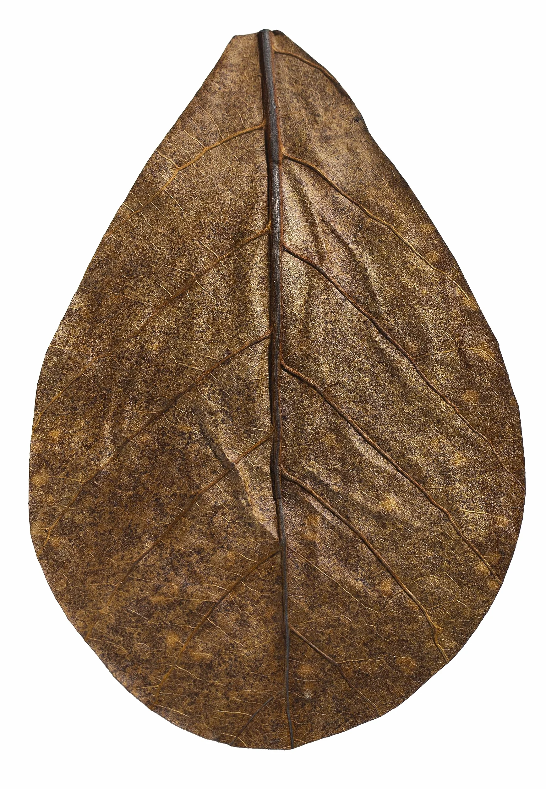 ARKA mySCAPE-CATAPPA Leaves - 8-12 cm / 10 sztuk - naturalny oczyszczacz wody z liści drzewa morskiego do akwariów słodkowodnych, poprawia zdrowie ryb i krewetek