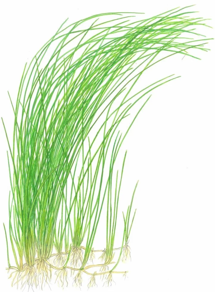 Tropica Eleocharis sp nr 132D Roślina akwariowa woda akwarium