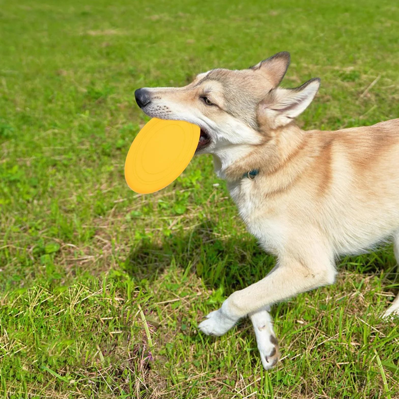 LIXIUHUI 6 szt. niezniszczalny pies frisbee zabawki treningowe, odporne na gryzienie frisbee, szkoleniowe zabawki dla zwierząt domowych, 100% nietoksyczne gumowe