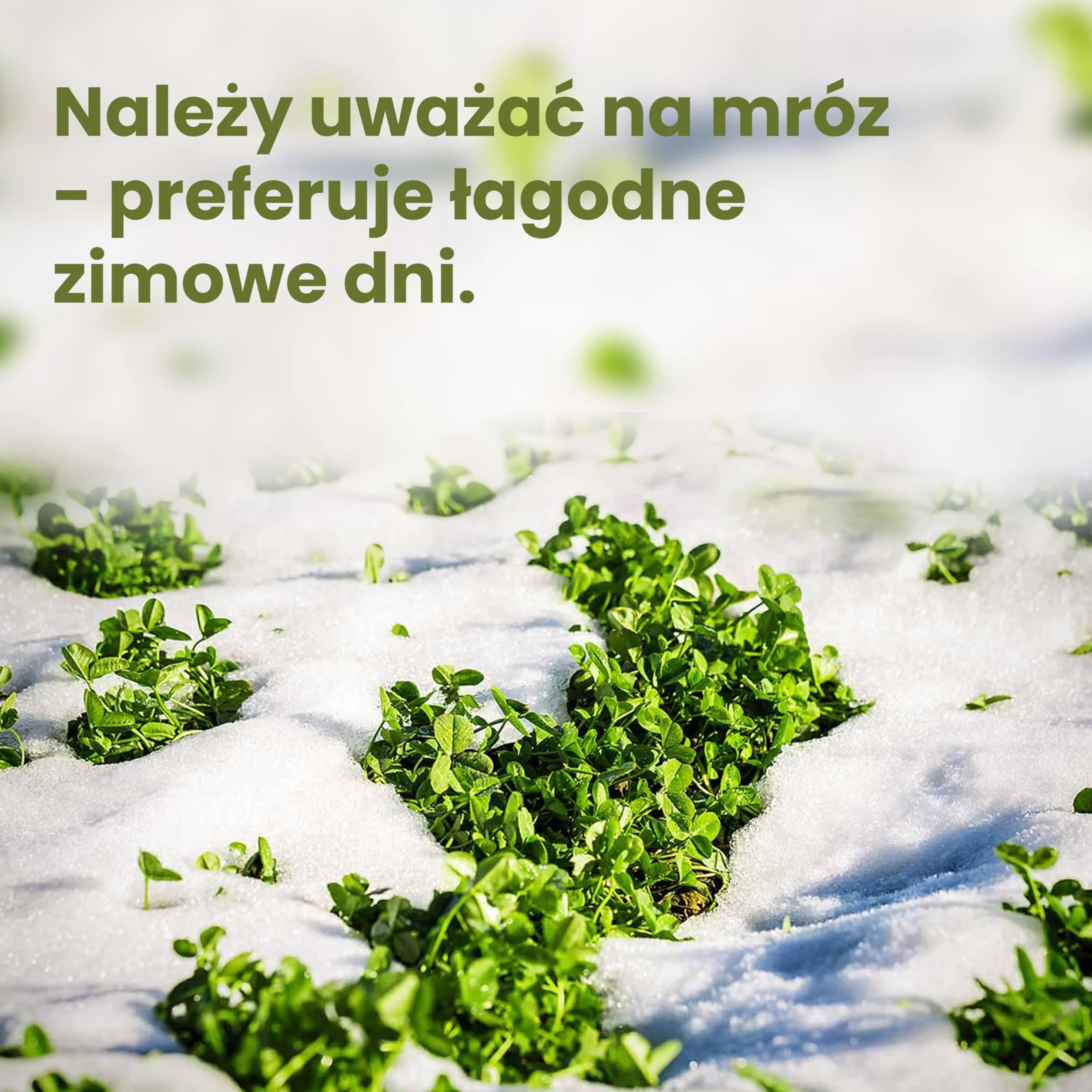 LERAVA® Nasiona niskiej koniczyny (50 m²) - Biała mikrokoniczyna na trawnik - Nie wymaga koszenia - Wiąże azot i poprawia glebę - Nasiona koniczyny z białymi kwiatami