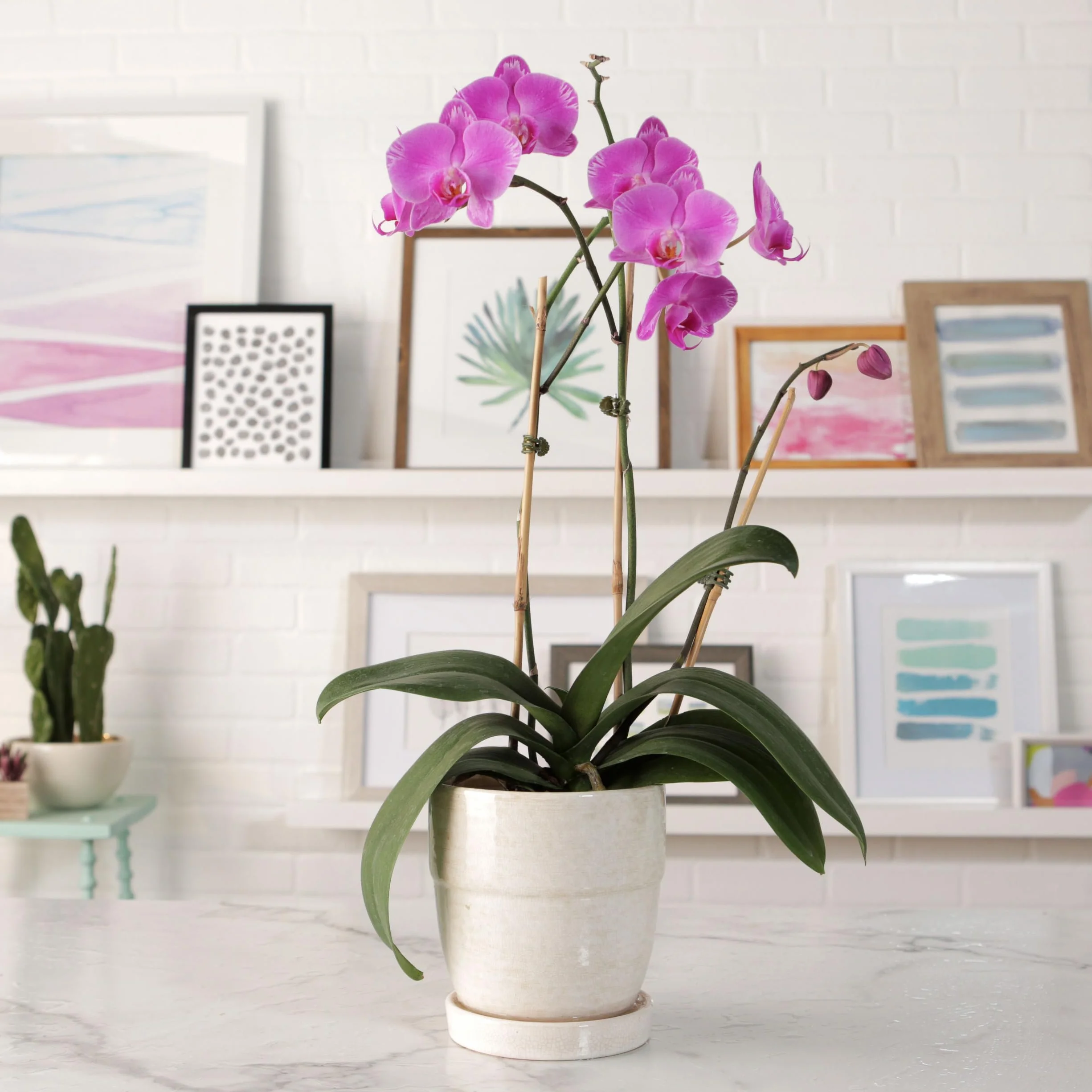 Biovita 3l Orchid Ziemia o naturalnym pochodzeniu, o lekkiej i przewiewnej strukturze, wzbogaconej nawozem