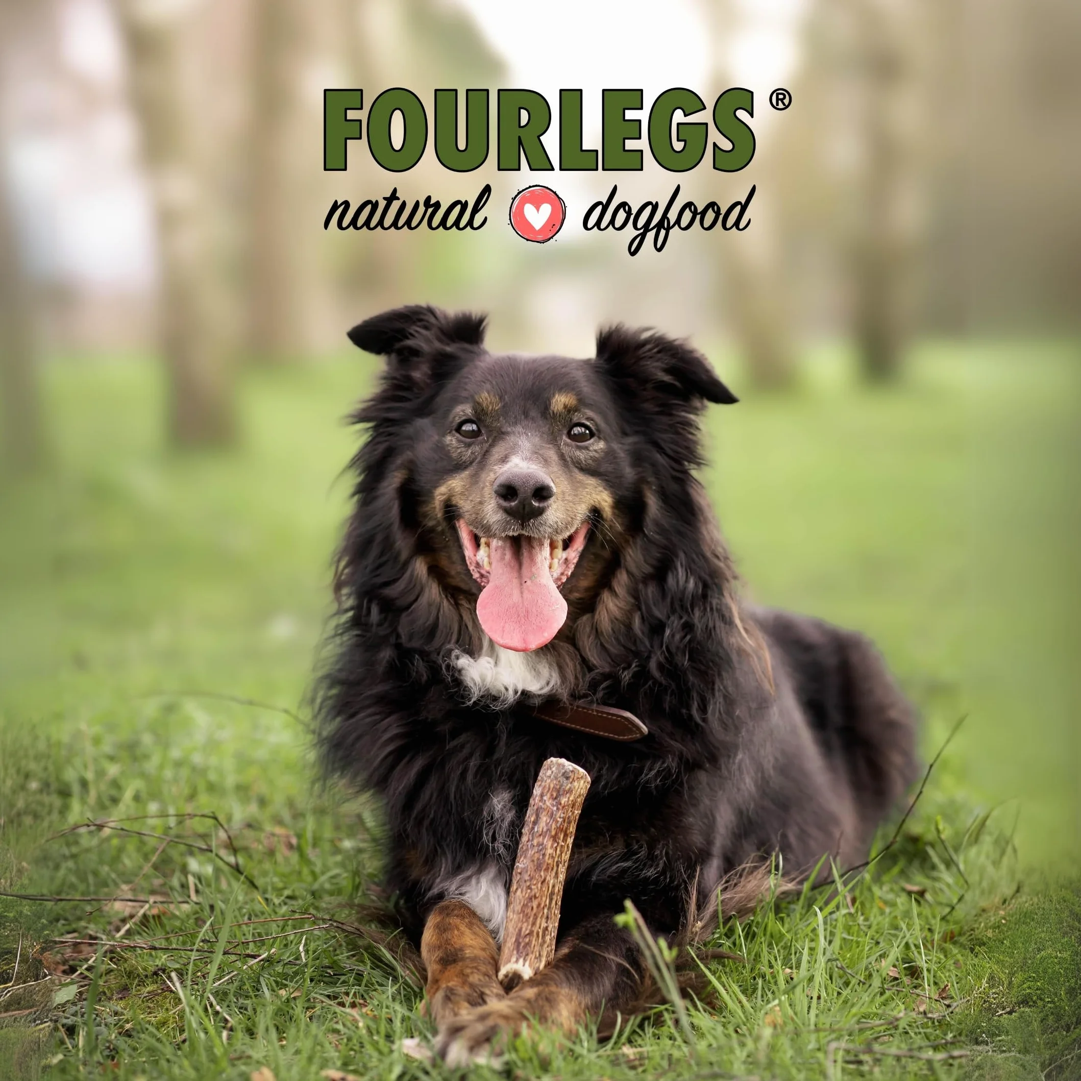 FOURLEGS® Przysmaki dla Psa, Poroże Jelenia 100% Naturalny Gryzak - Rozmiar M