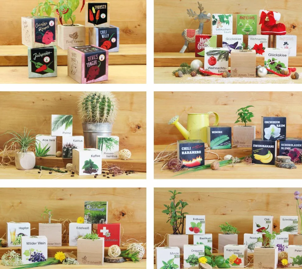 Feel Green Ecocube szarotka szarotka, zrównoważony pomysł na prezent (100% ekologiczna Friendly), zestaw do uprawy, rośliny w drewnianej kostce, Made in Austria