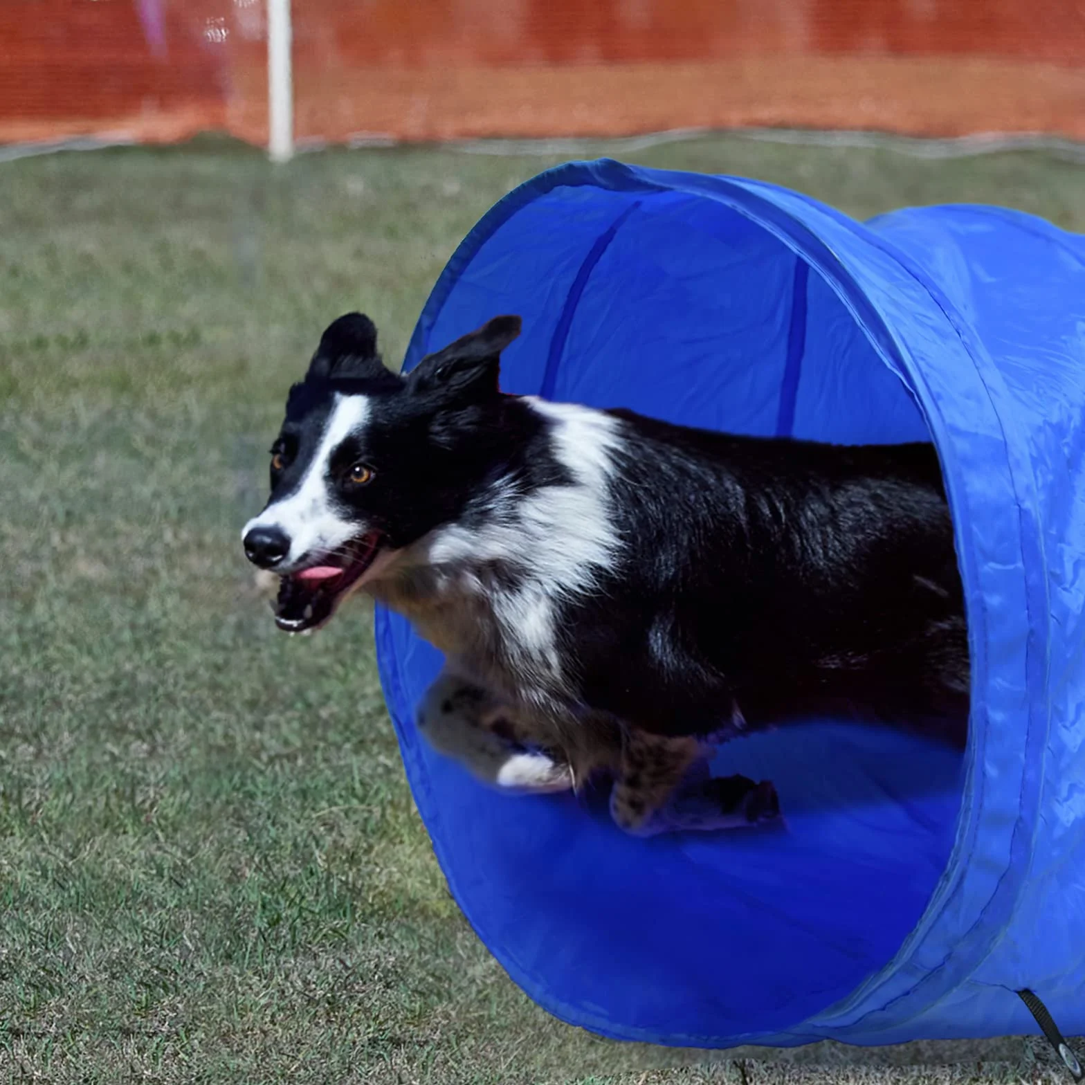 HENGMEI Agility zestaw treningowy dla psów z tunelem, regulowane przeszkody, pierścień do skakania