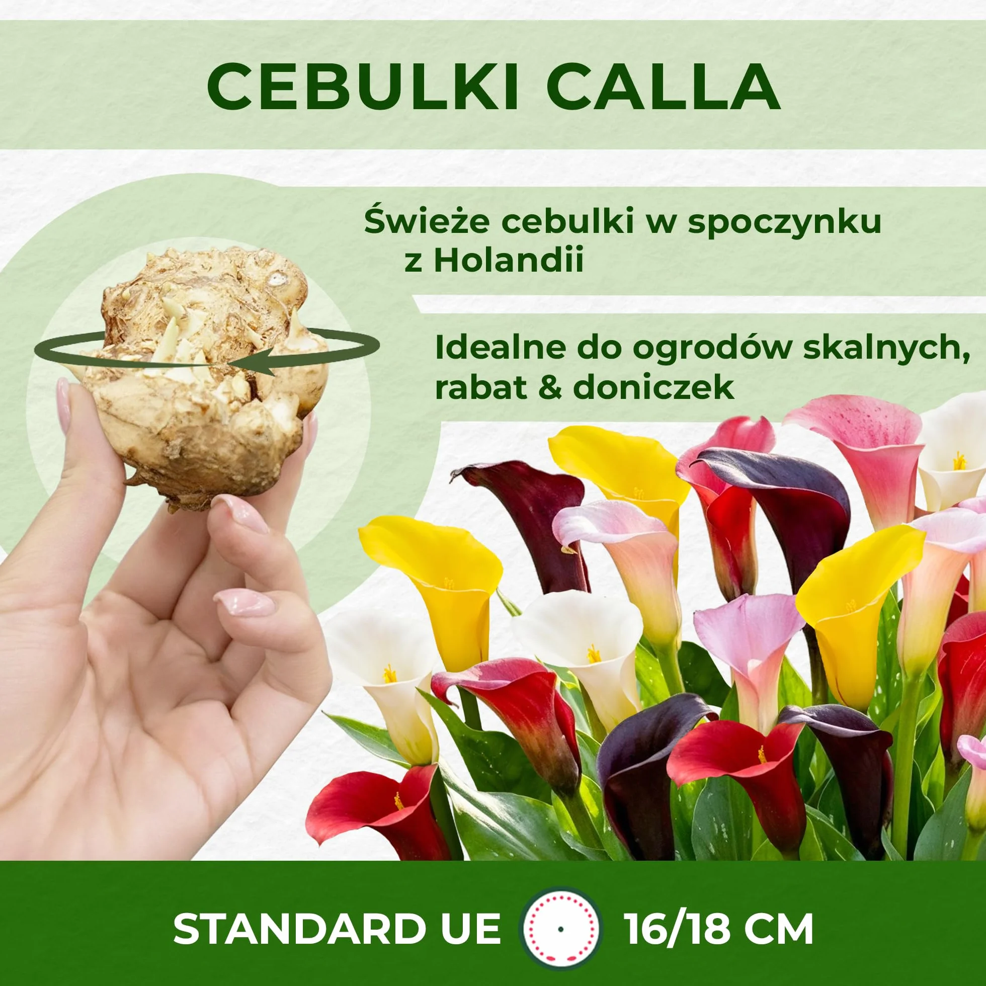 Kolekcja cebul Sunny Calla Lily, 10 sztuk Zantedeschia, 5 odmian, po 2 mieszanki kolorów, idealna jako roślina doniczkowa i ogrodowa, mieszanka cebul kwiatowych z Holandii (bez nasion, nie sztuczna)