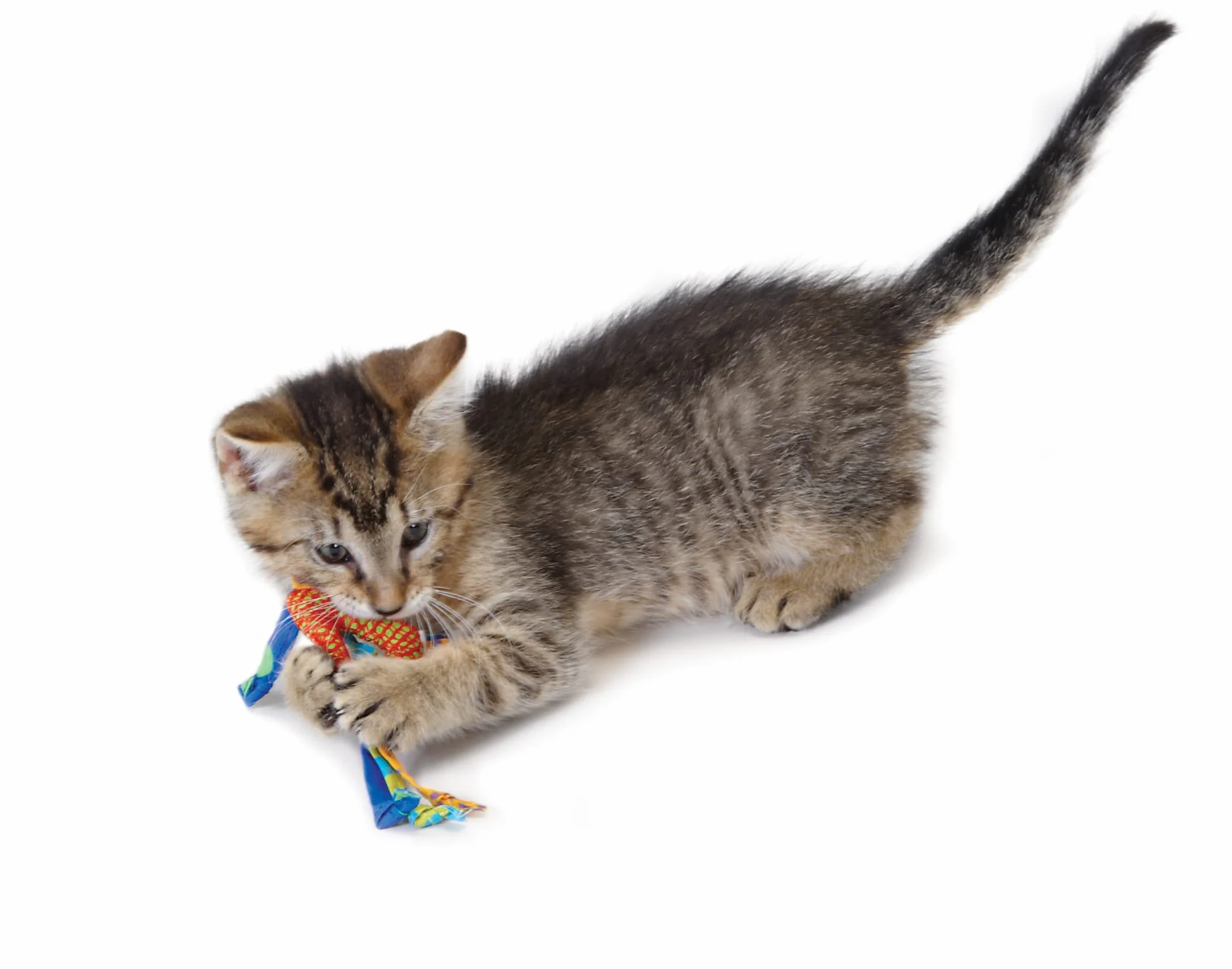 Petstages Catnip Dental Gryzak dla kota 2-pak