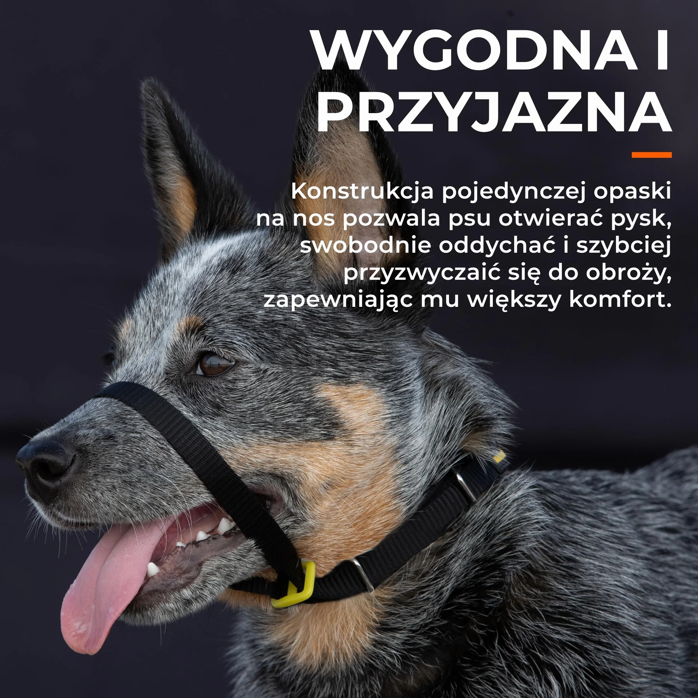 Canny Collar – Obroża Treningowa Przeciw Ciągnięciu | Kantar na Głowę, Uczy Chodzenia na Luźnej Smyczy | Spokojne, Bezstresowe Spacery | Czarna, Rozmiar 2