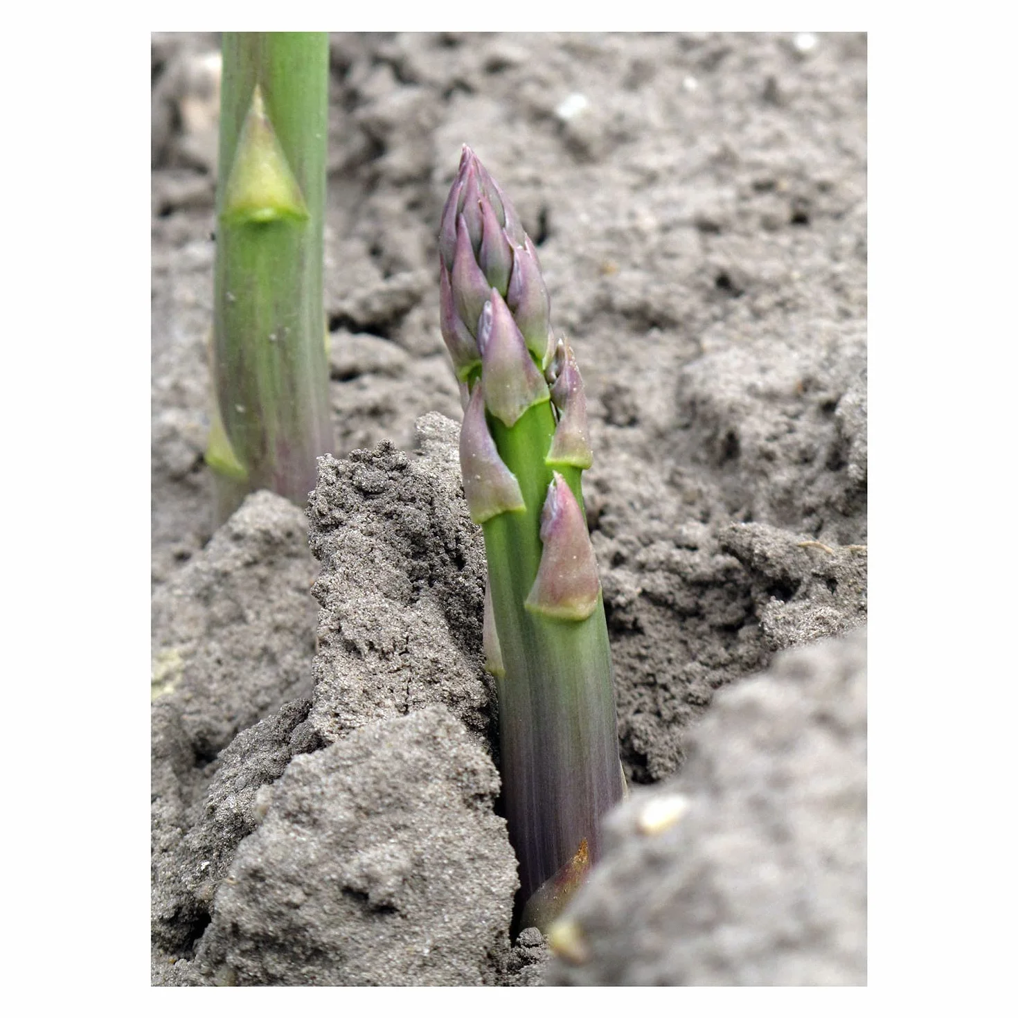 Wytrzymałe zielone szparagi 'Mary Washington' (Asparagus officinalis) 100 nasion