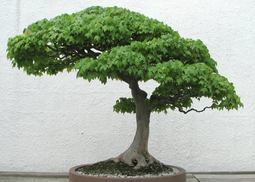 SAFLAX - Bonsai - Klon Trójzębny - 30 Nasiona - Acer buergerianum