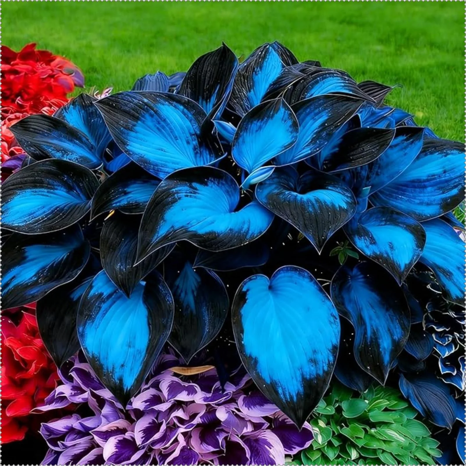 Wieloletnia hosta Midnight Blue / odporna na cień / wieloletnia / idealna do granic ogrodowych i kształtowania krajobrazu/bogate liście - 6 żarówek-C