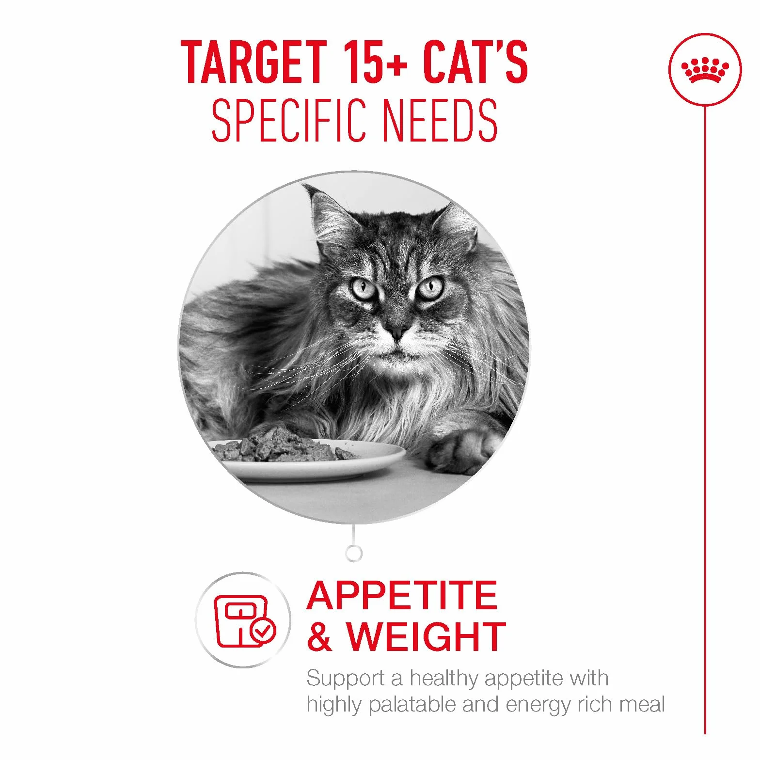 Royal CANIN AGEING 15+ Sucha karma dla starszych kotów 400 g