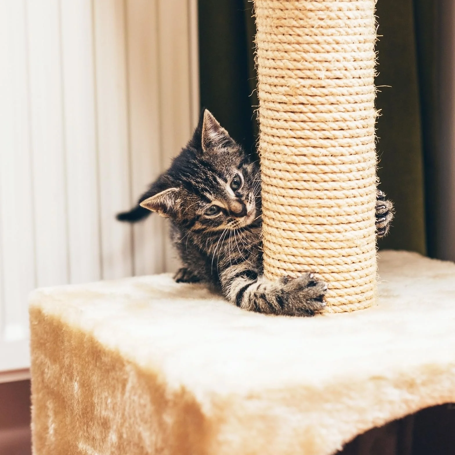 Magrimaxio Jute Rope, Natural Sisal Rope 6 mm X 50m, Cat Scratching Rope for Garden Decoration, Jute Rope Repair Replace Cat Scratching Post, Cat Toy Rope, Cat Tree Rope, Cat Toy Rope, Cat Tree Rope