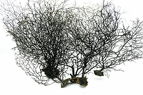 Wachlarz morski dekoracja akwarium 28 cm czarny TR-02