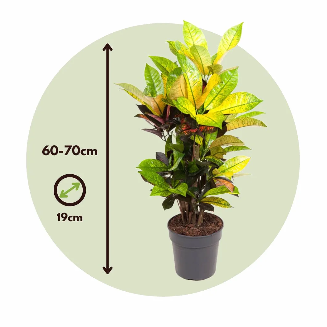 Plant in a Box- Codiaeum variegatum 'Mrs. Iceton' - Kroton Trójskrzyn - Powoli zmienia kolor - Doniczka 19 cm - Wysokość 60-70 cm