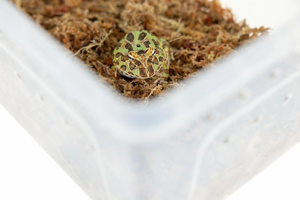 Happet Breeding Box 19×12.5×7.5 cm – pojemnik hodowlany przezroczysty z wentylacją i pokrywą dwustronną | plastikowy transporter i mini terrarium dla gadów, płazów, owadów i pajęczaków