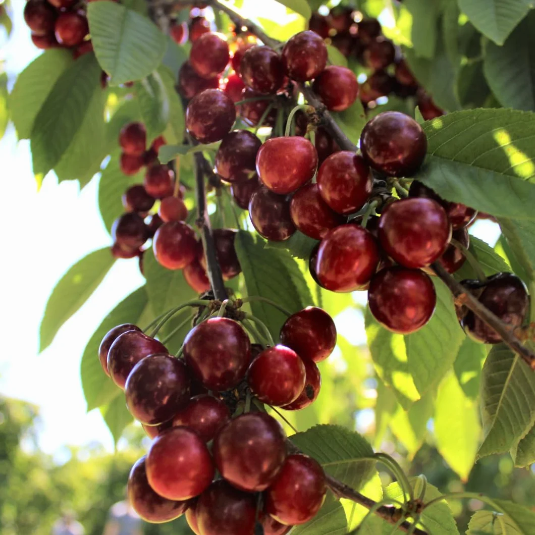 EURO PLANTS VIVAI Drzewko wiśniowe Amarena Montmorency – roślina owocowa w doniczce Ø 20 cm, wysokość 150-170 cm, wiek: 2 lata – włoska szkółka