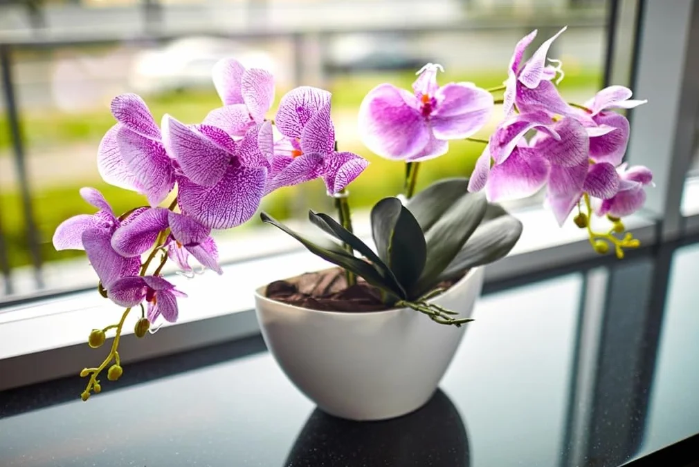 Biovita 3l Orchid Ziemia o naturalnym pochodzeniu, o lekkiej i przewiewnej strukturze, wzbogaconej nawozem