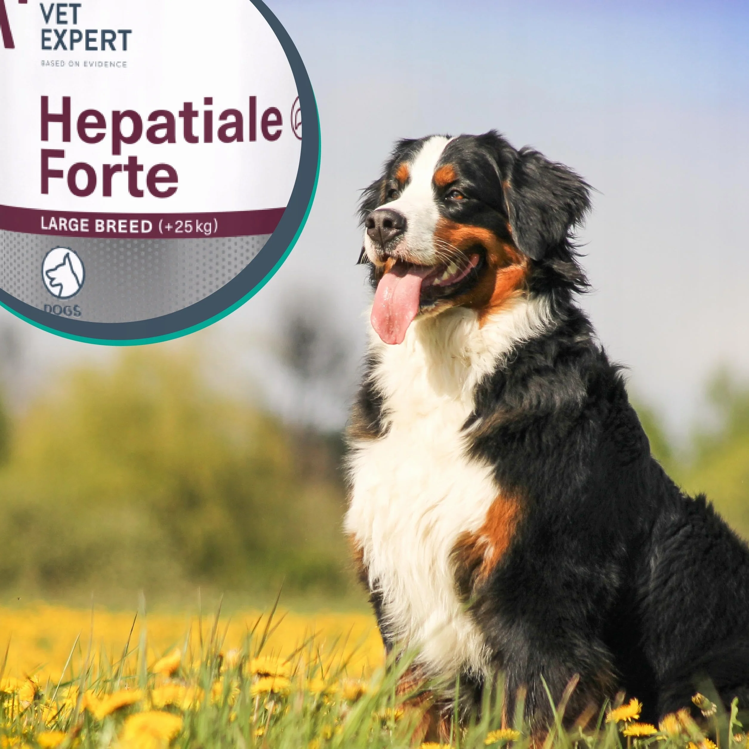 VET EXPERT HEPATIALE FORTE LARGE BREED Preparat dla Psów Dużych Ras Wsparcie Wątroby 40 Tabletek