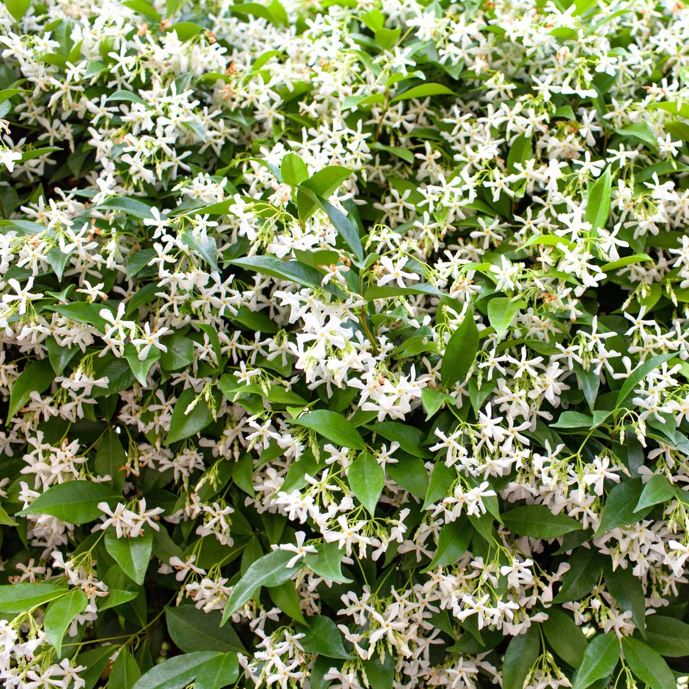Plant in a Box - Jaśmin Toskański - Zestaw 2 sztuk - Trachelospermum jasminoides - Wys. 110-120 cm - Doniczka 17 cm - Roślina pnąca