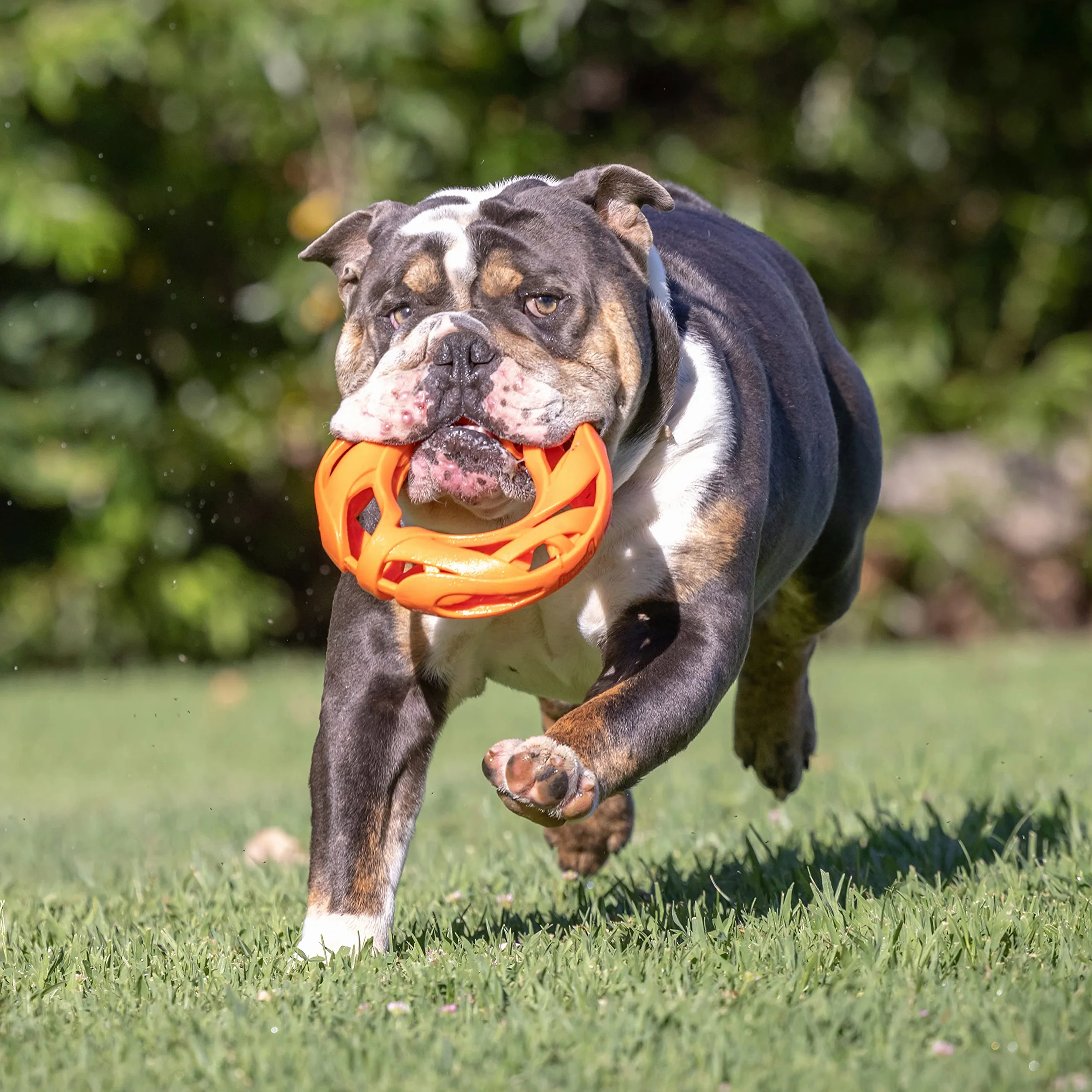 Chuckit! Air Fetch koło pies zabawka trwała frisbee dla psów latający dysk pies woda zabawka