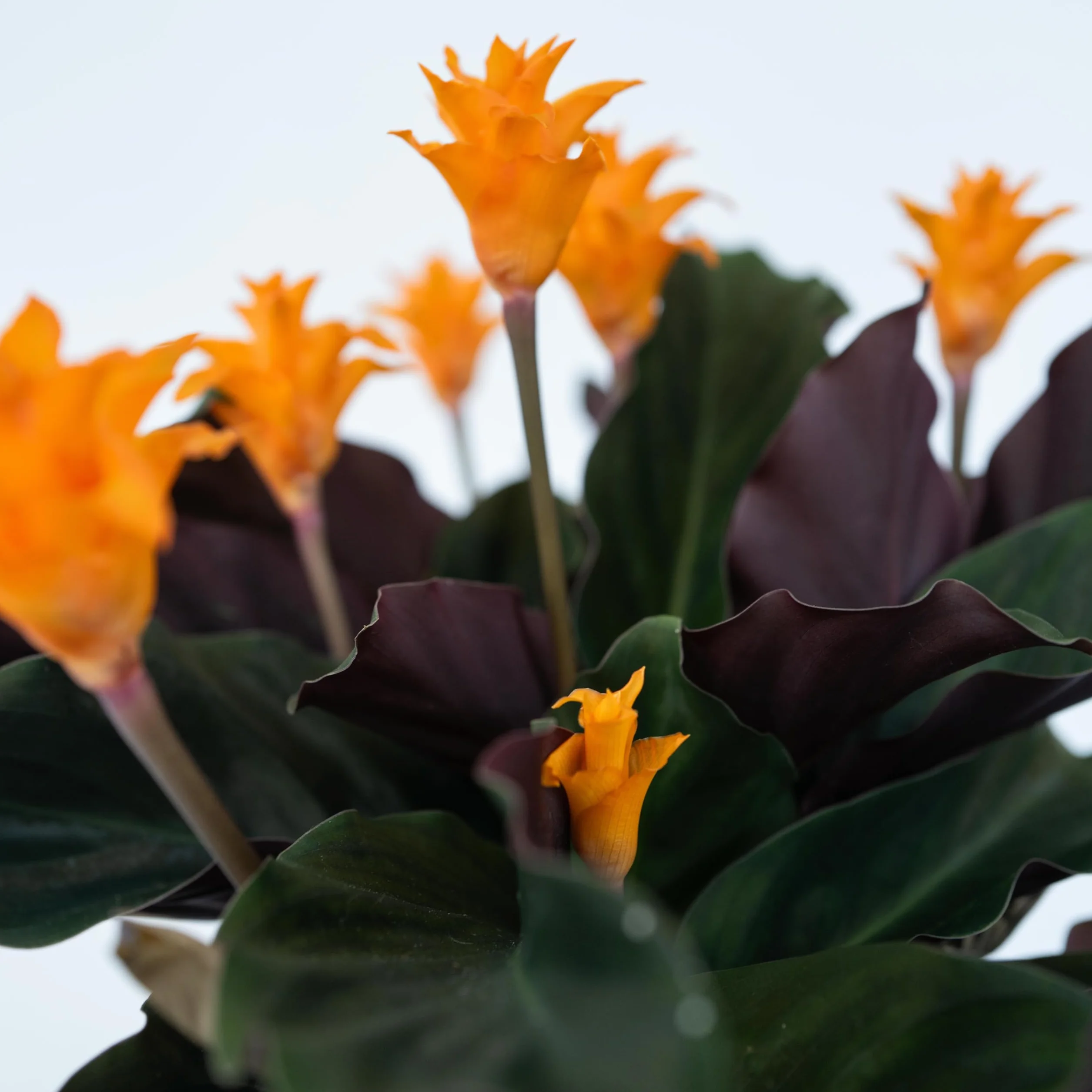 Plant in a Box - Calathea Crocata - Kalatea żółtokwiatowa - Doniczka 14 cm - Wysokość 40-50 cm - Roślina domowa oczyszczająca powietrze - Piękne liście