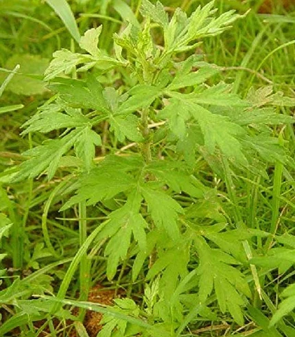 Portal Cool 10000 Semi Artemisia argyi, argenteo assenzio, artemisia cinese