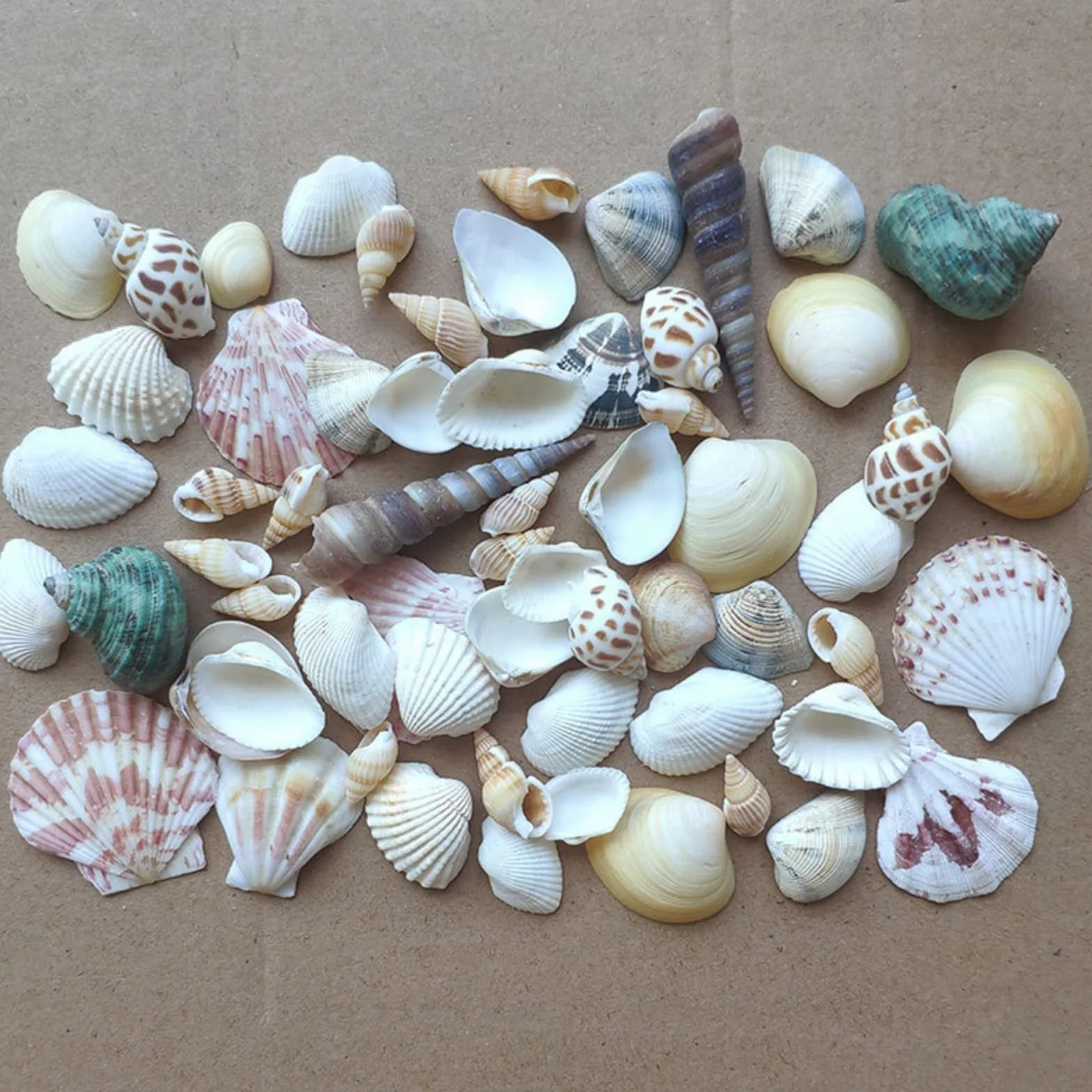 Shells Mixed, naturalne muszle, muszle plażowe, muszle do majsterkowania, dekoracyjne muszle, do majsterkowania i dekoracji domu, dekoracja na imprezy, wesela, ok. 100 g