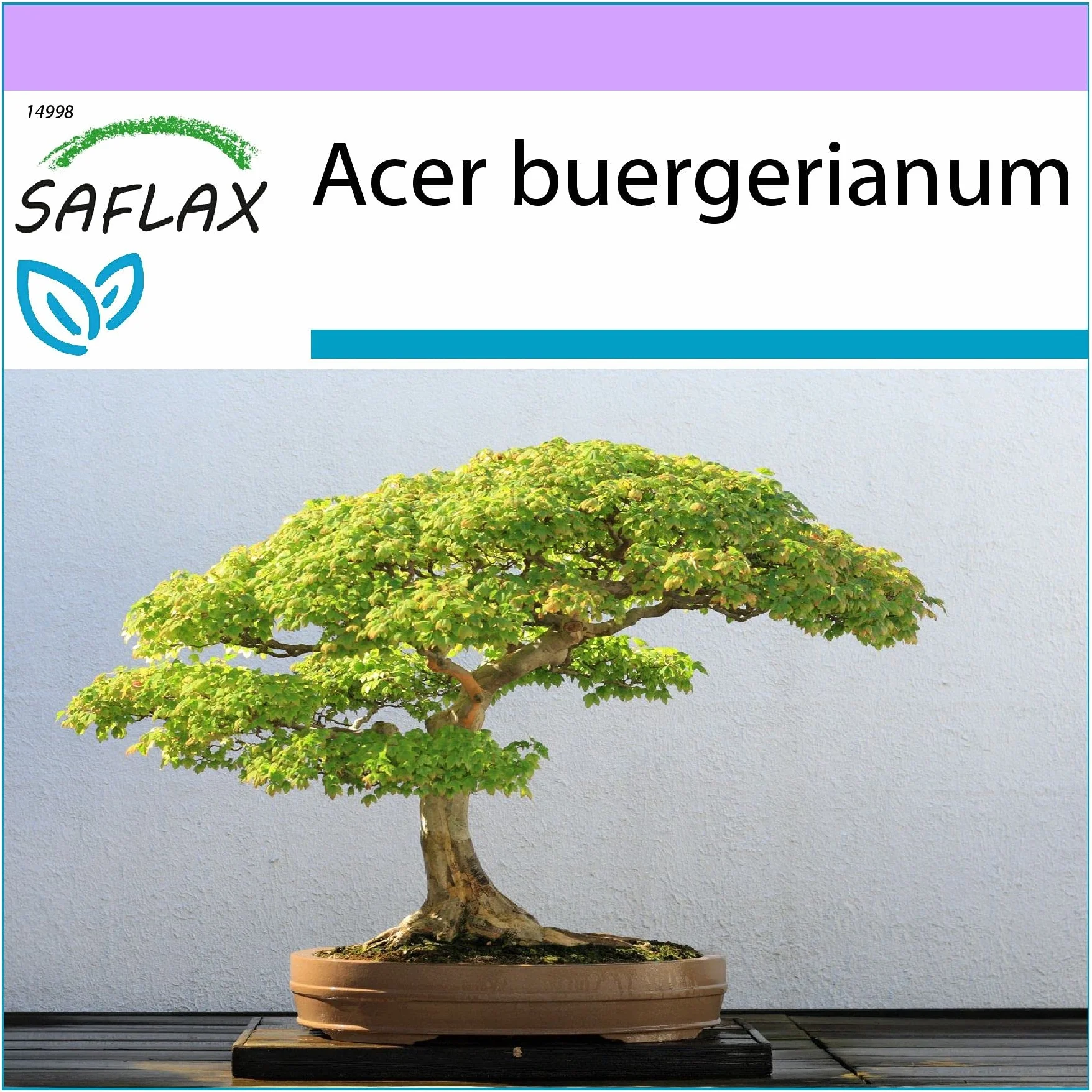 SAFLAX - Bonsai - Klon Trójzębny - 30 Nasiona - Acer buergerianum