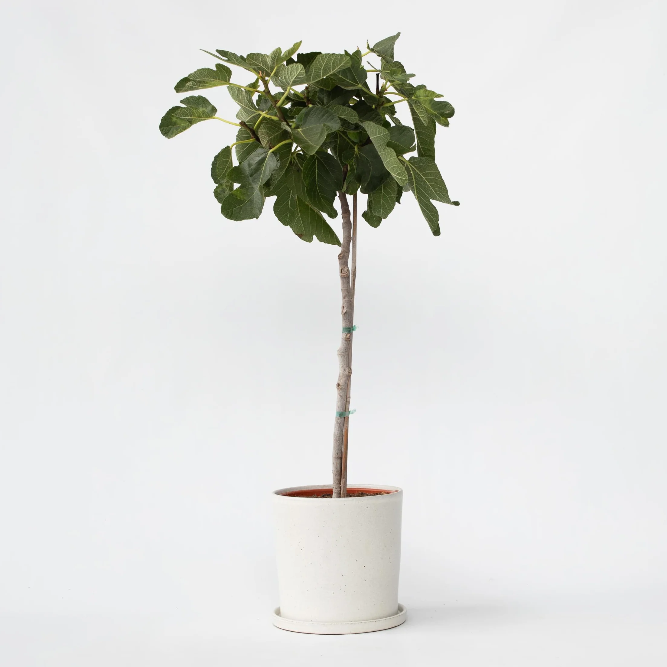 Plant in a Box - Drzewko Figowe - Figa - Ficus Carica - Mrozoodporny - Doniczka 21cm - Wysokość 70-90cm